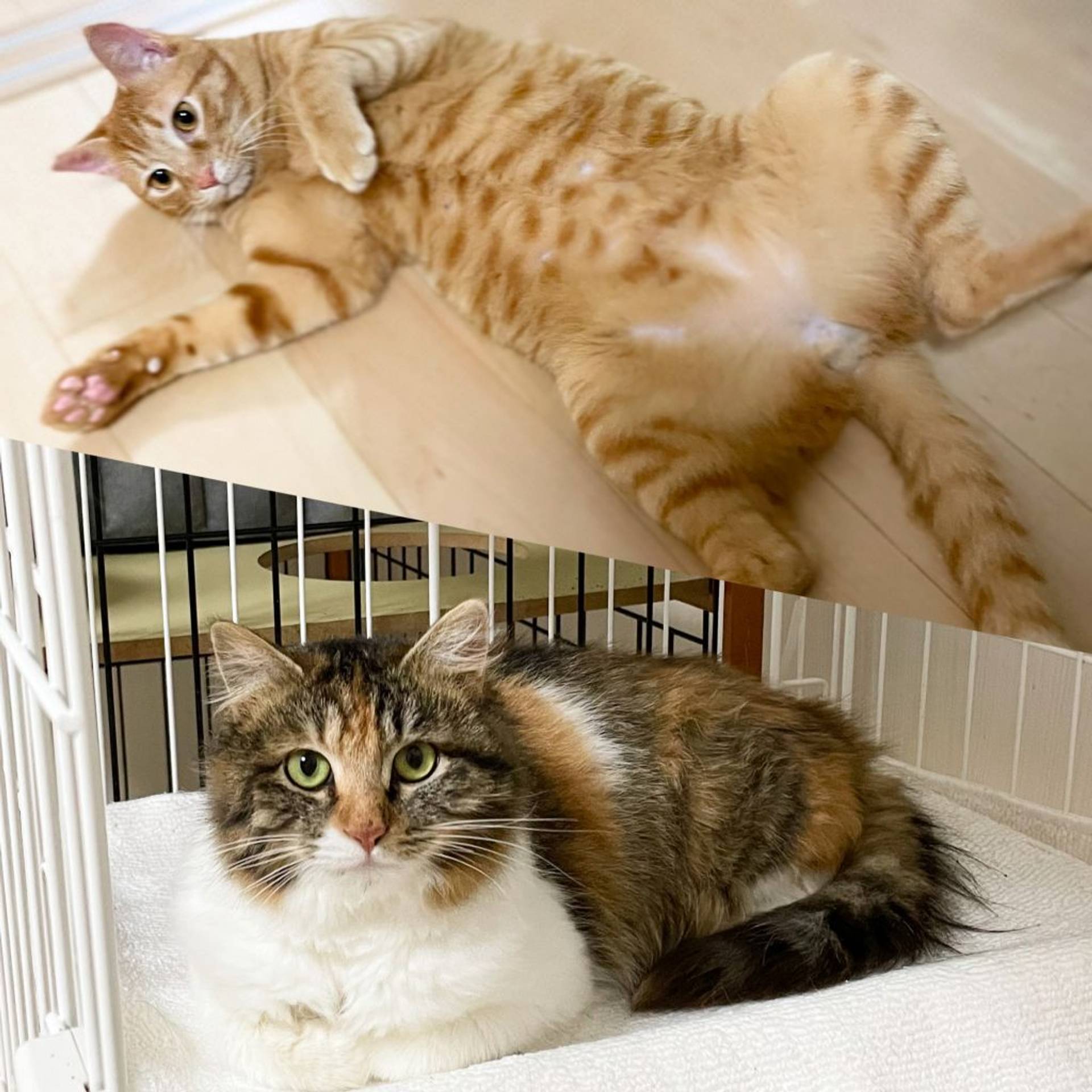 雑種（ミックス猫）・オスの里親募集の写真