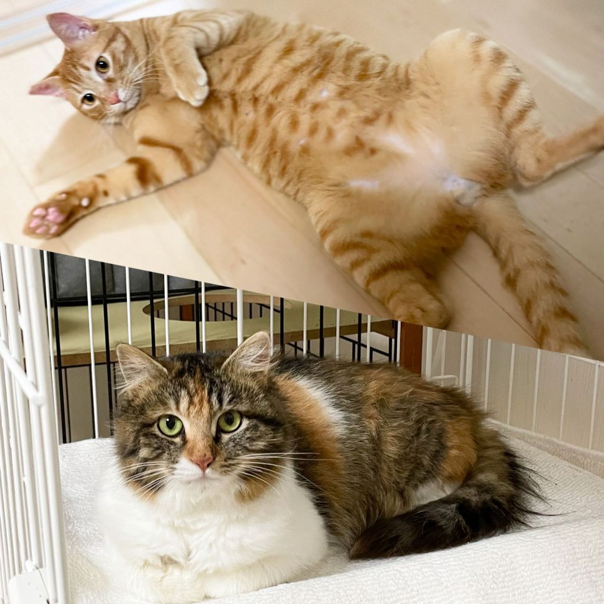 雑種（ミックス猫）・オスの里親募集の写真
