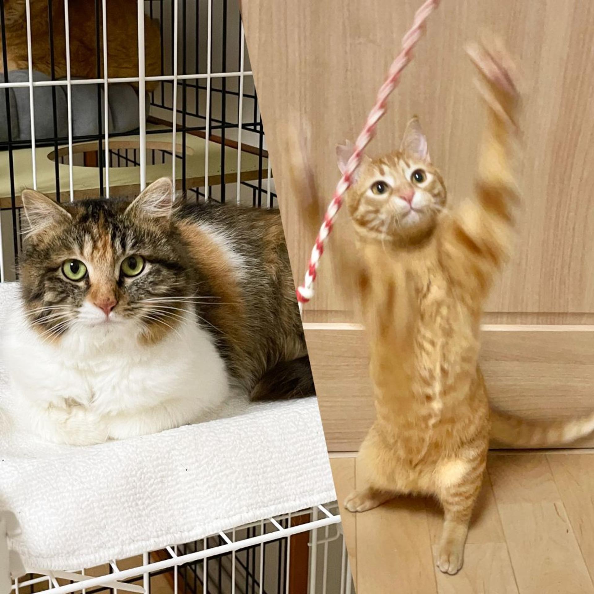 pet-image-2