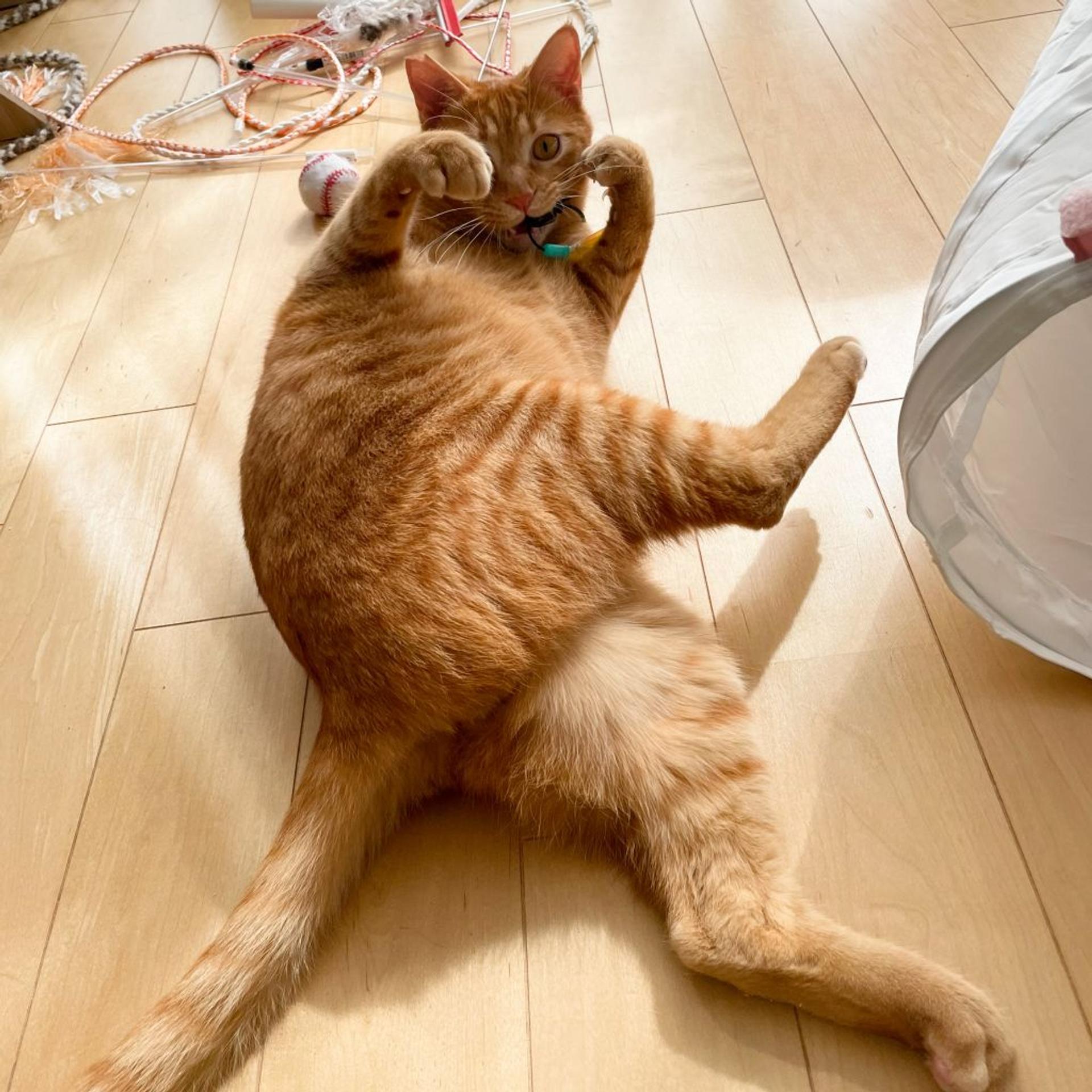 pet-image-4