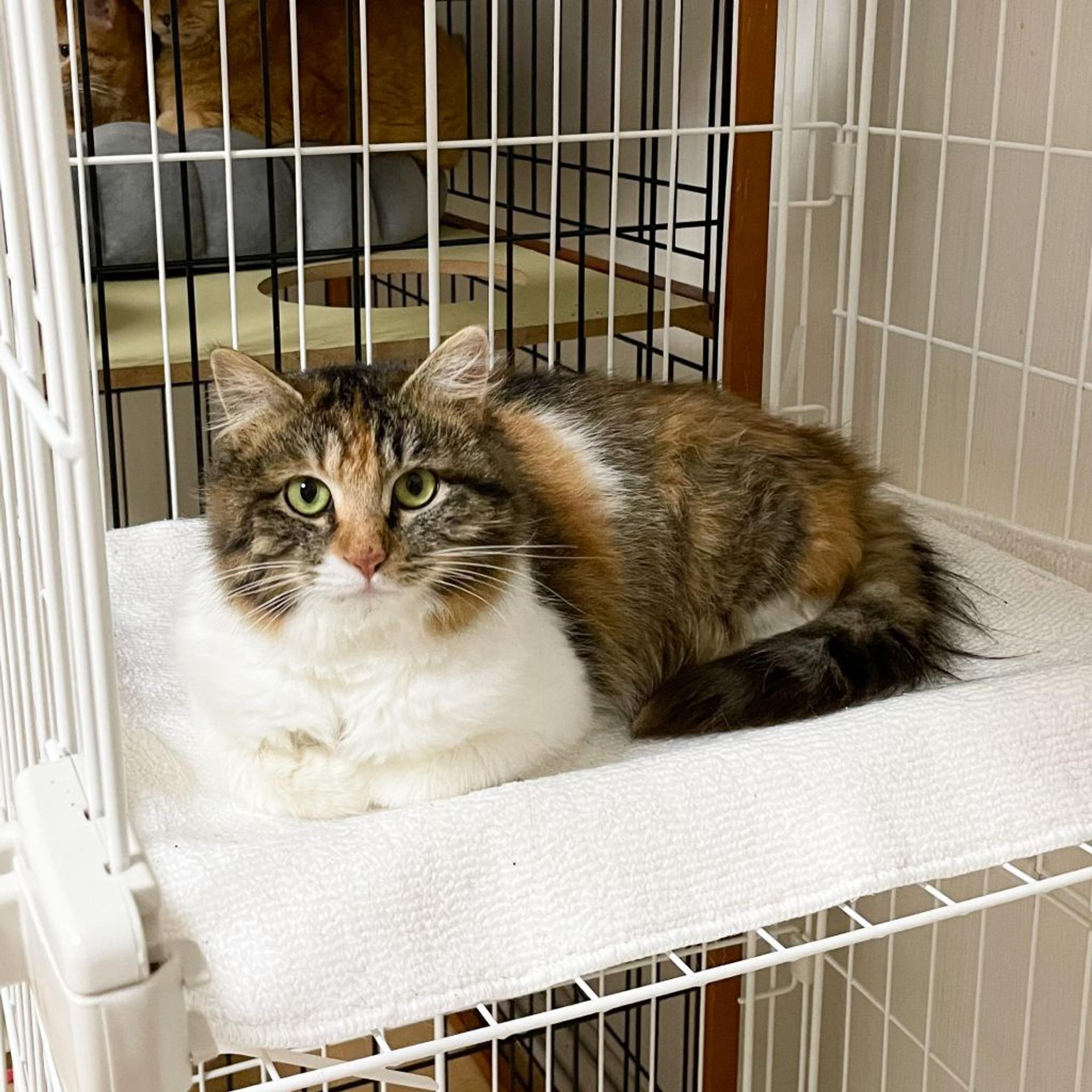 pet-image-5