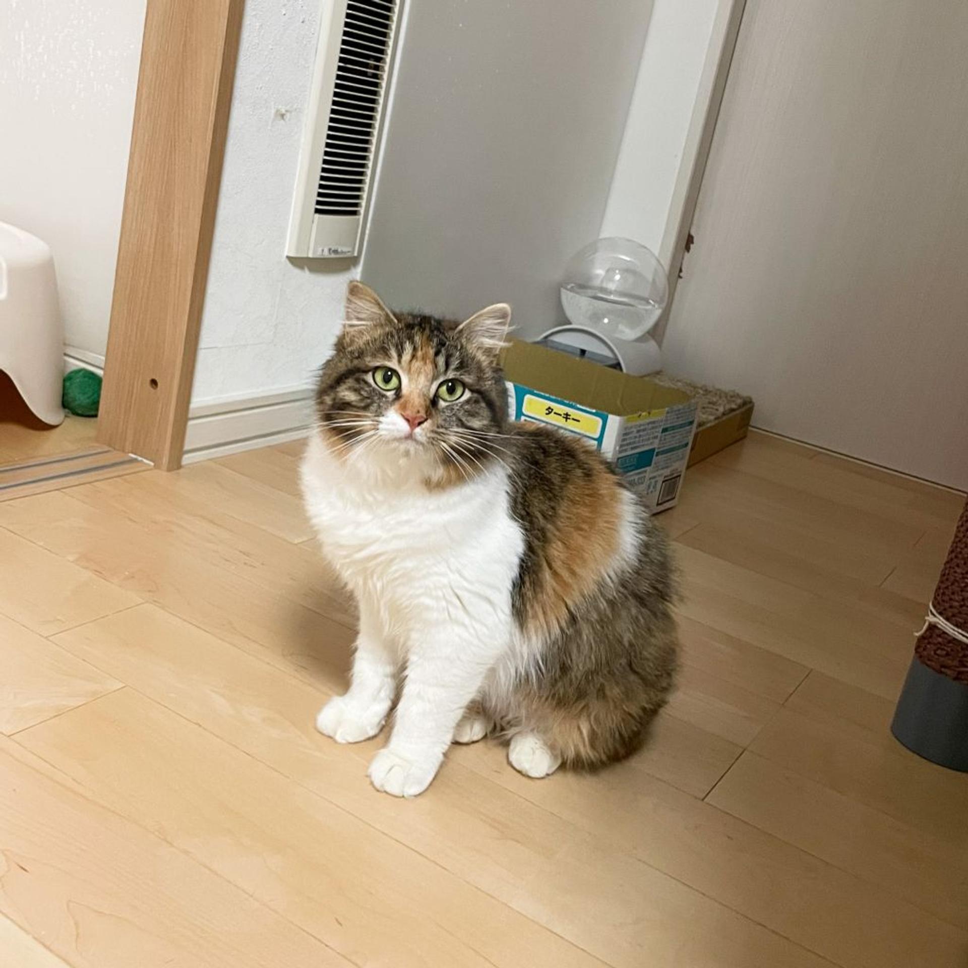 pet-image-6