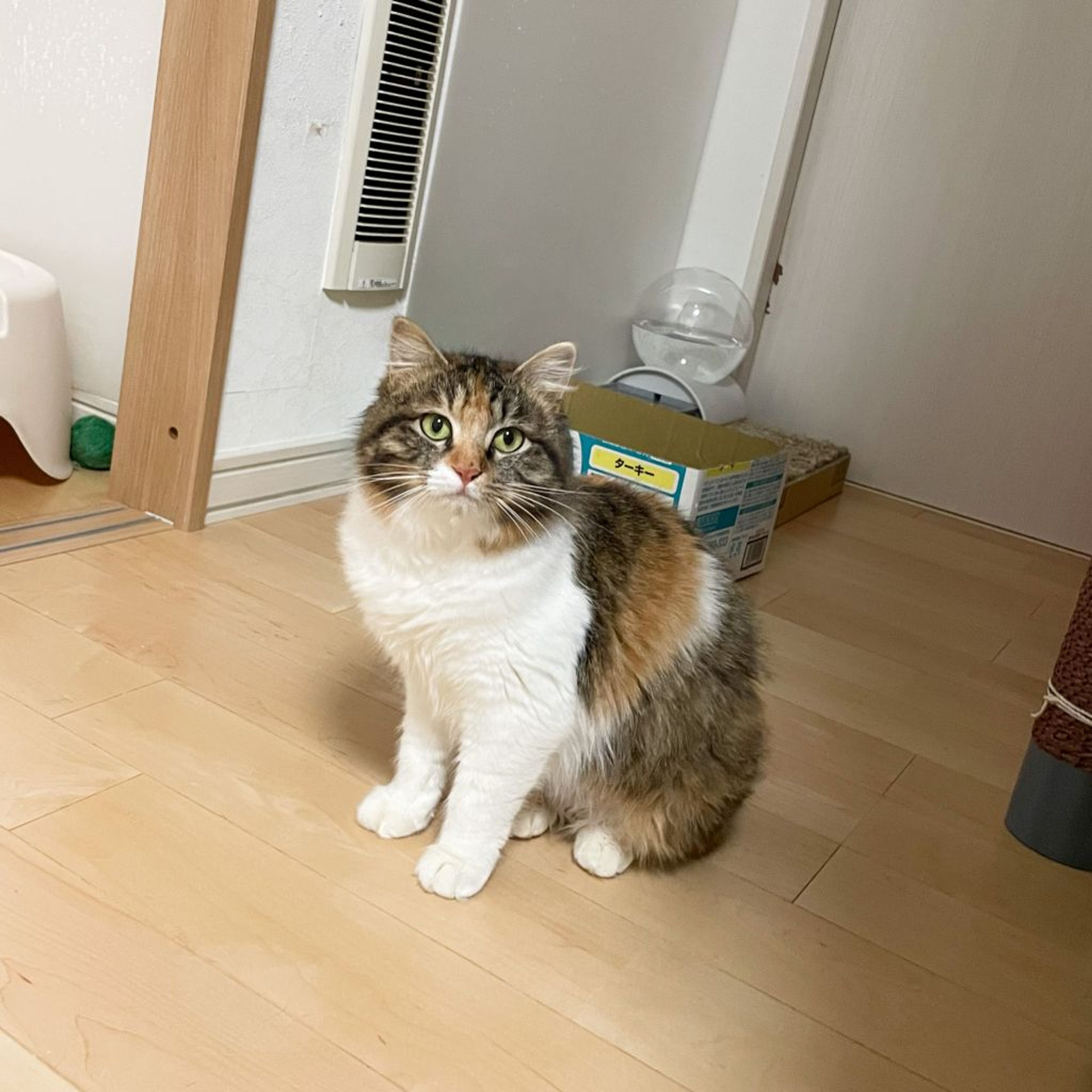 pet-image-6
