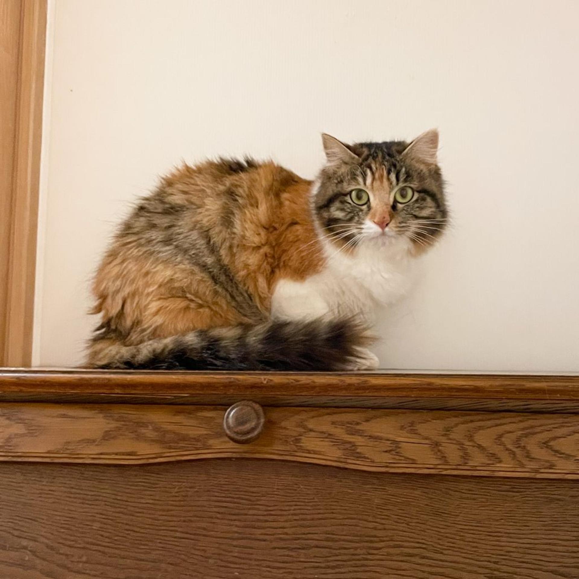 pet-image-7