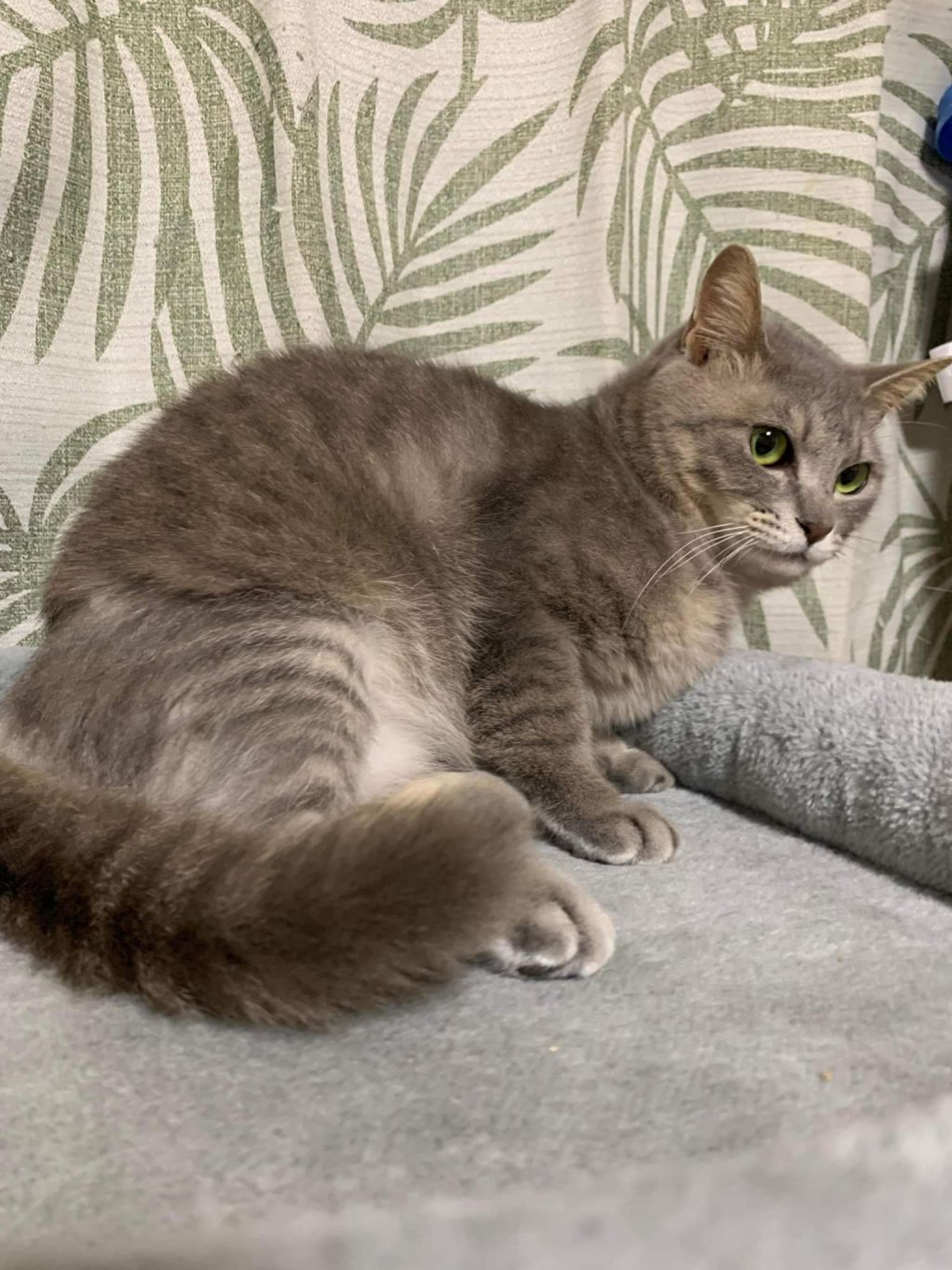 pet-image-2
