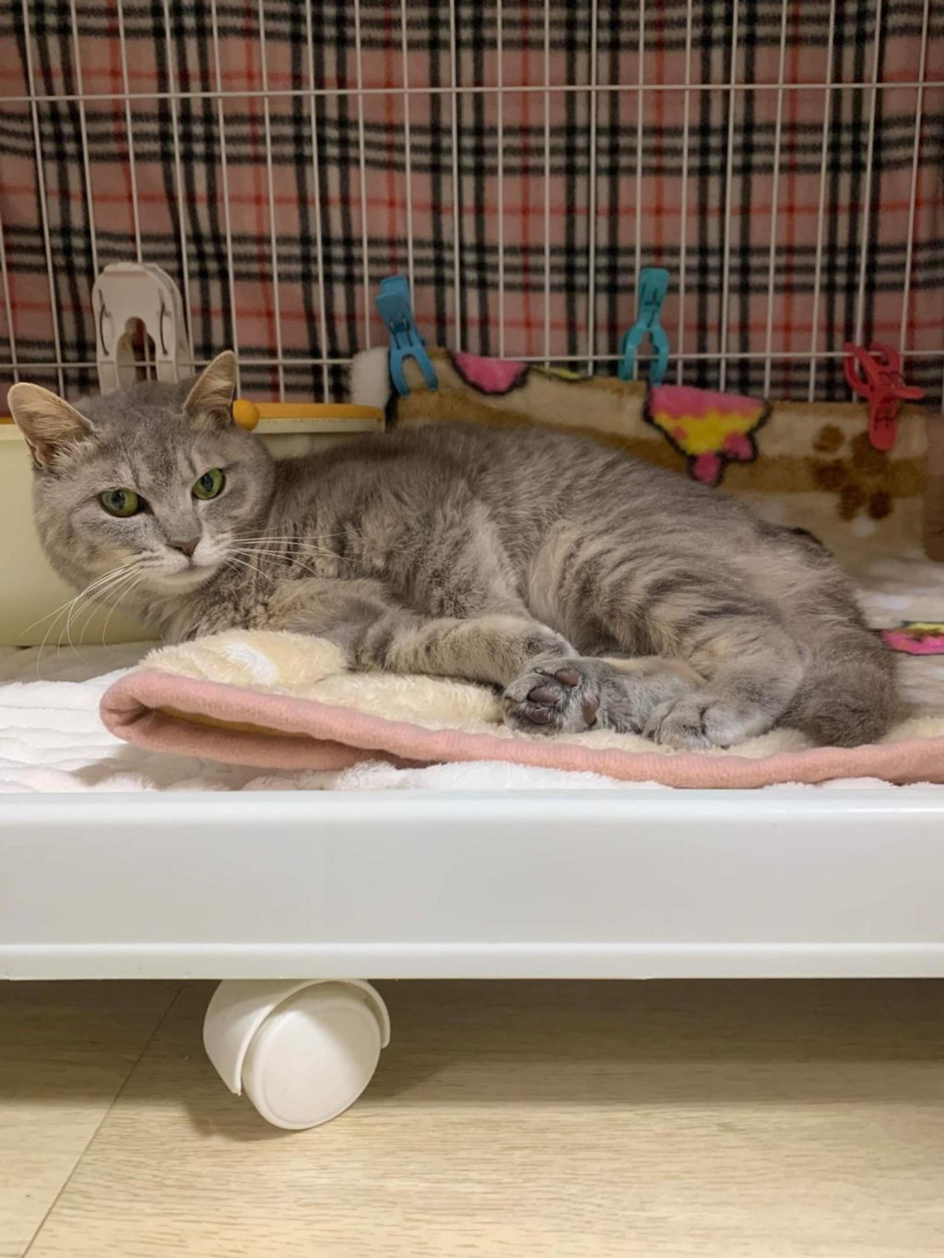 pet-image-4