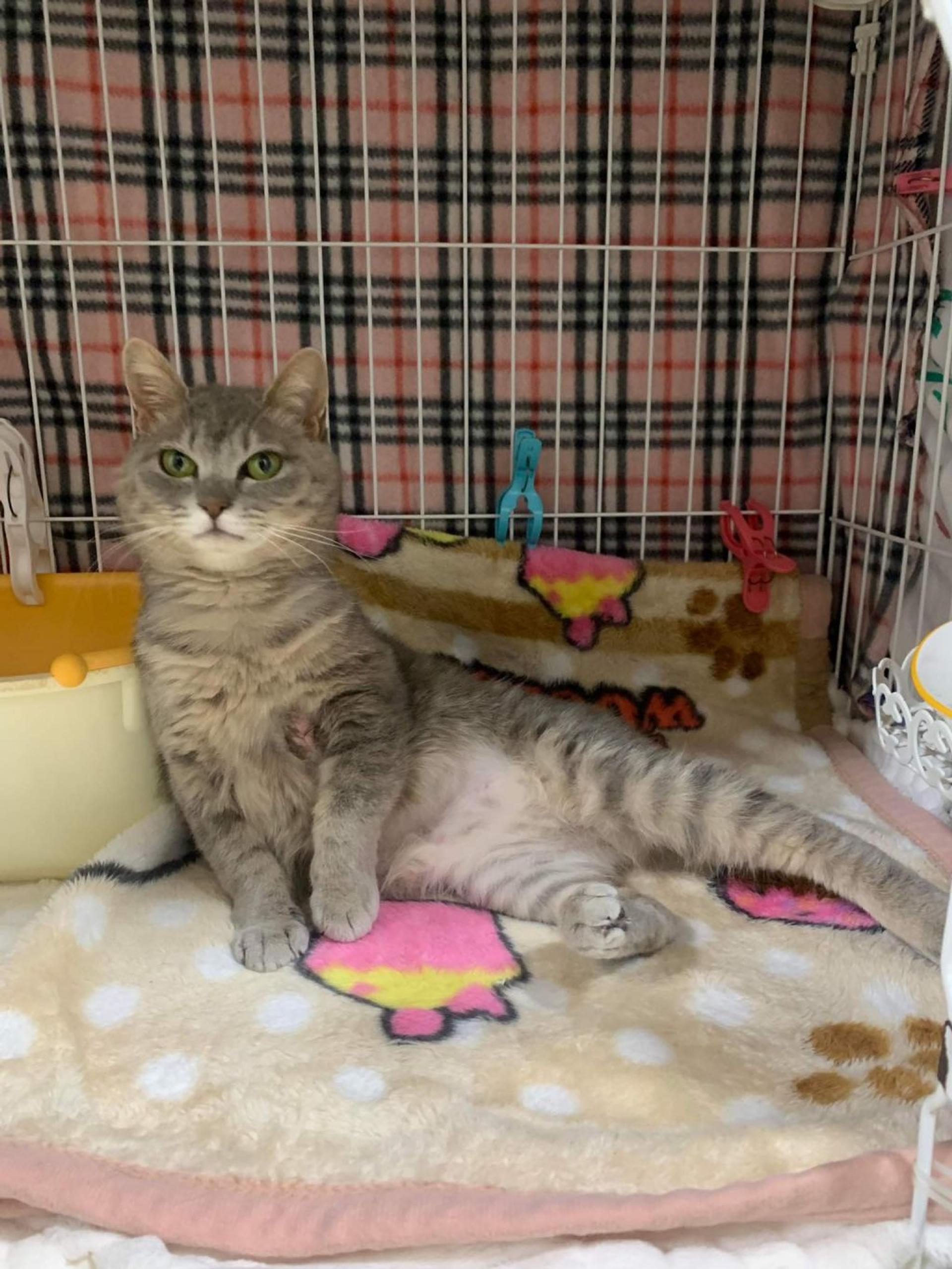 pet-image-5