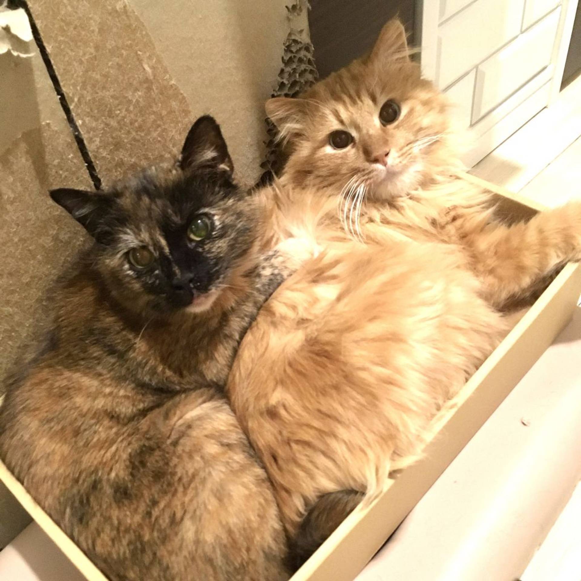 雑種（ミックス猫）・メスの里親募集の写真