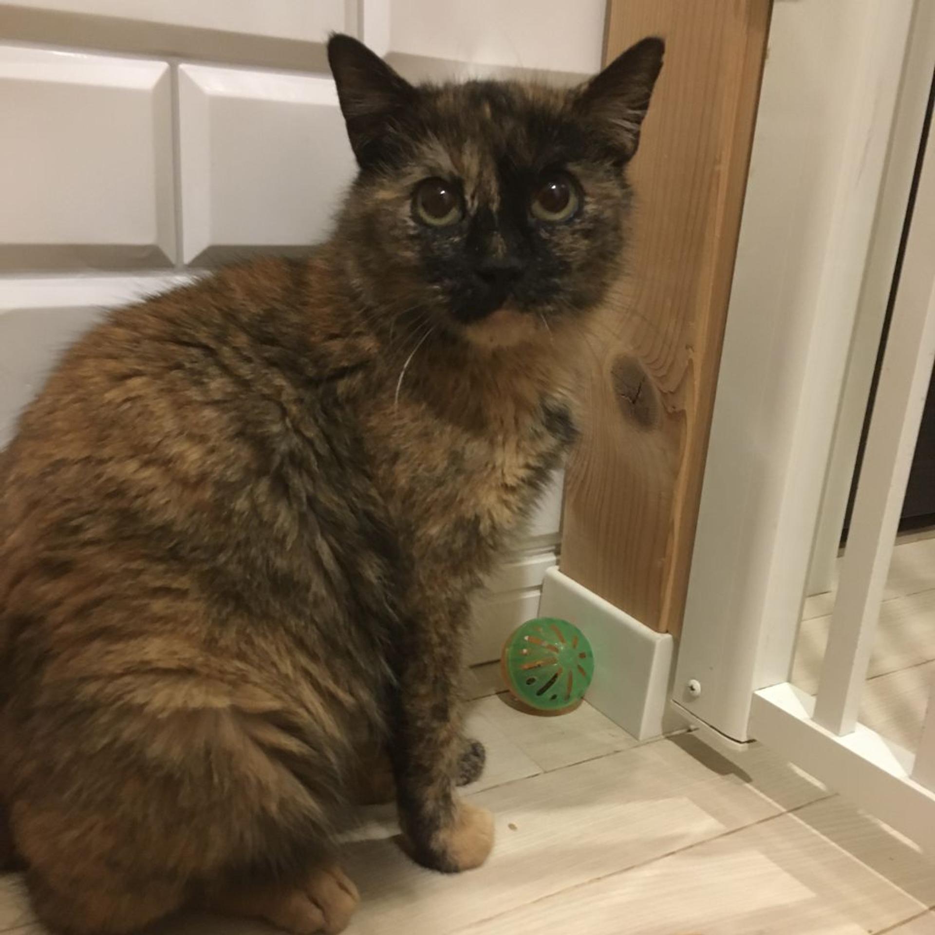 pet-image-6