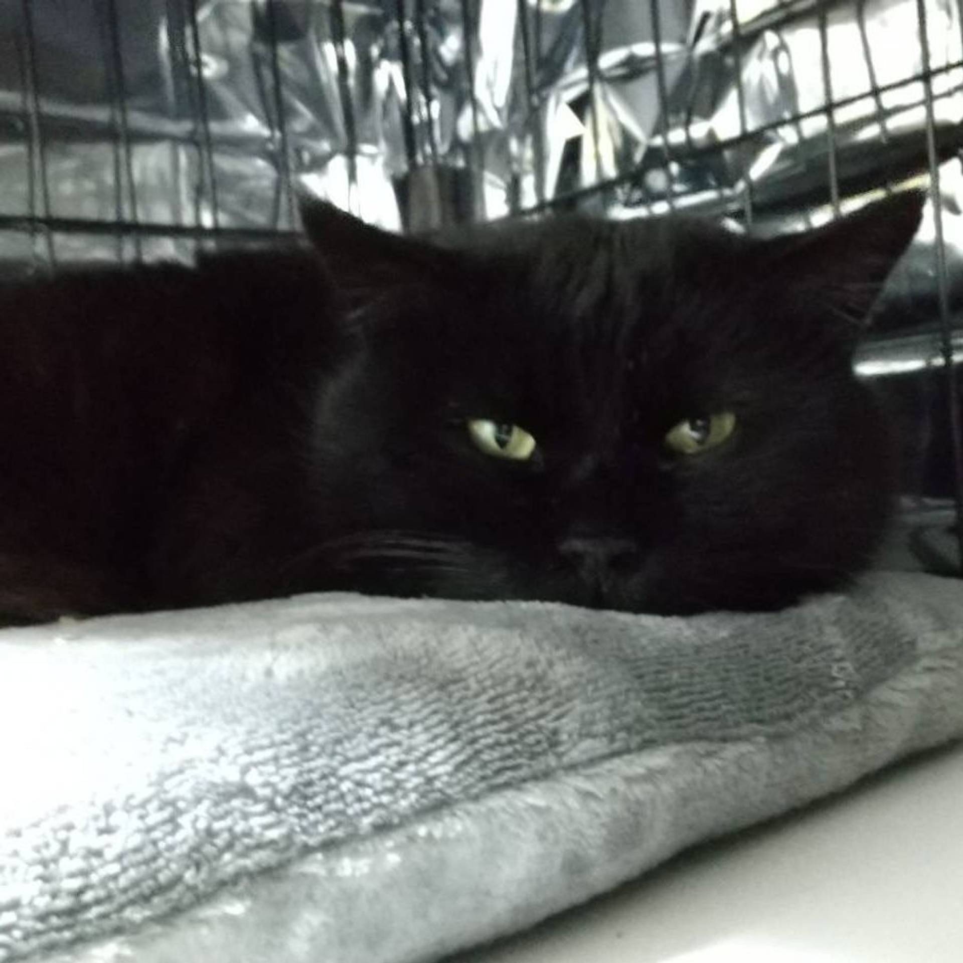 雑種（ミックス猫）・オスの里親募集の写真
