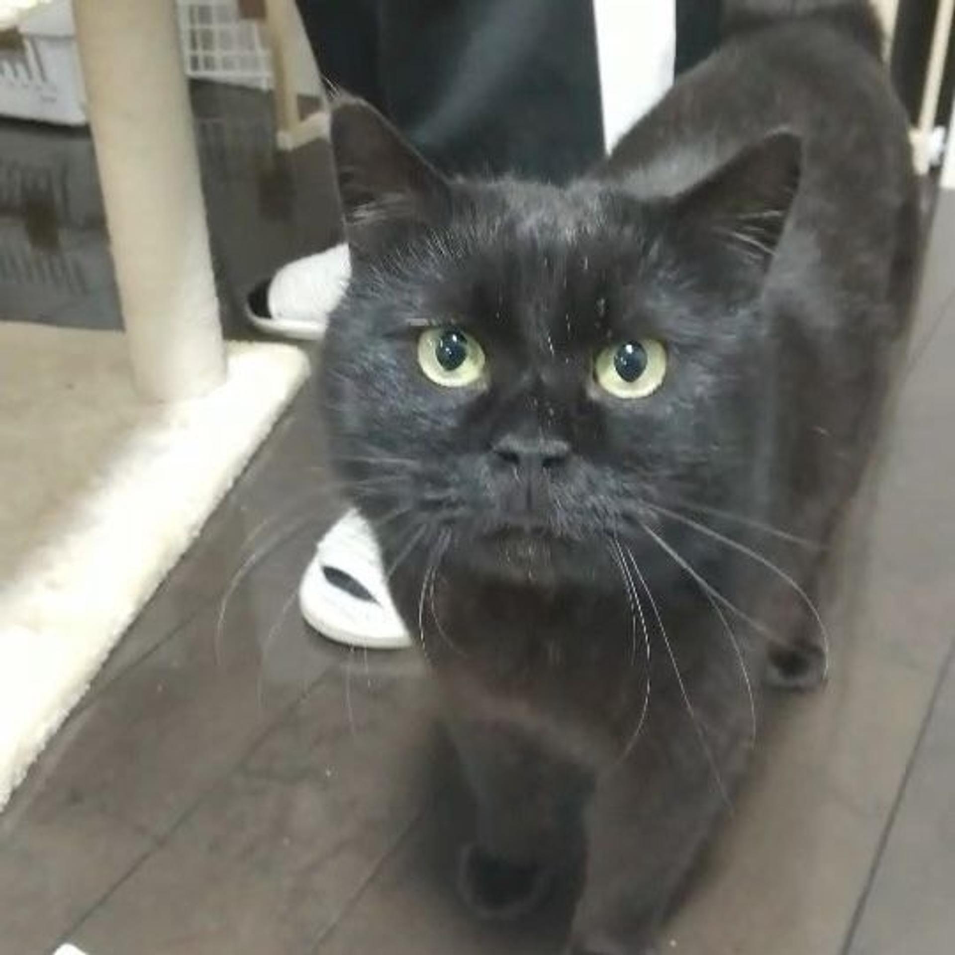 pet-image-2
