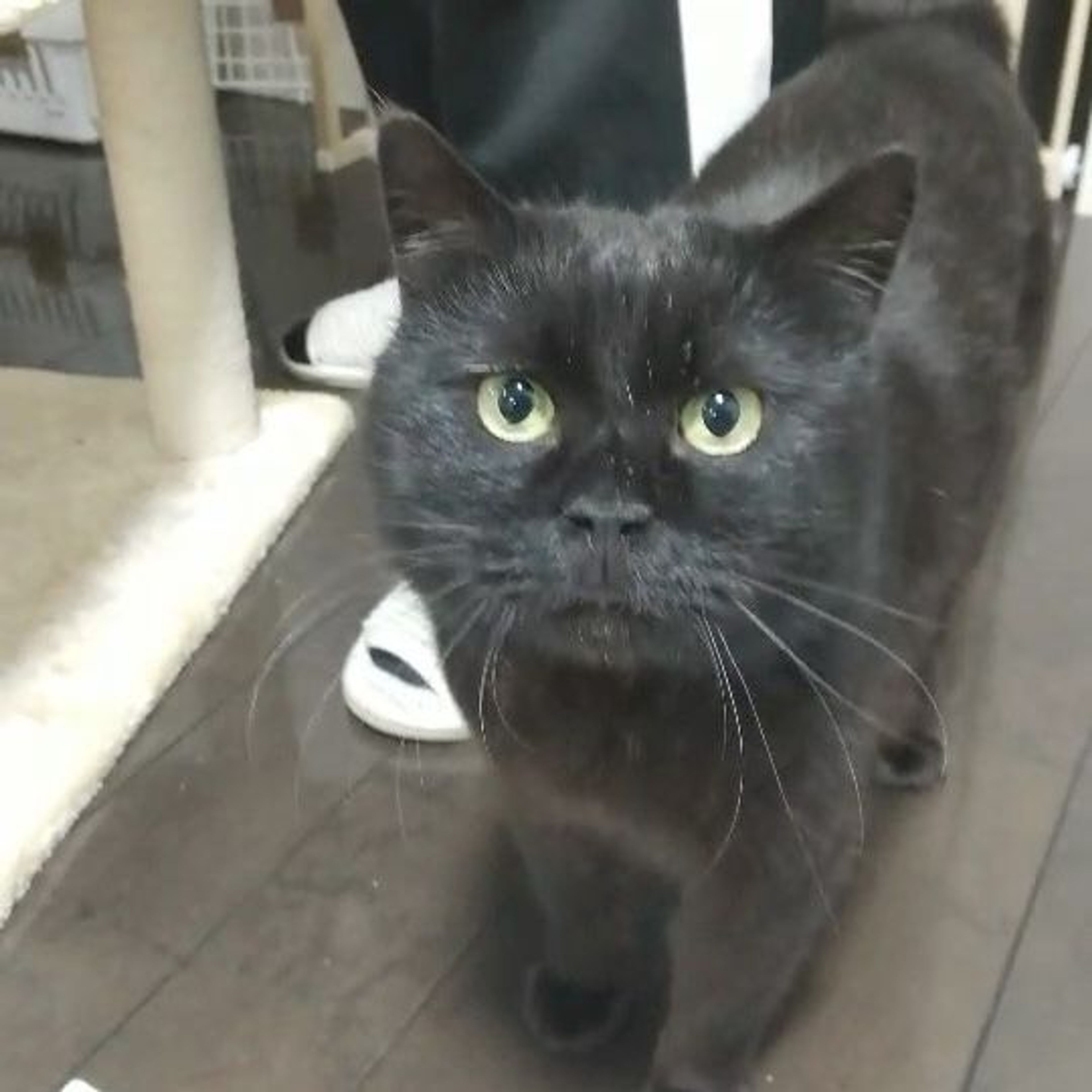pet-image-2