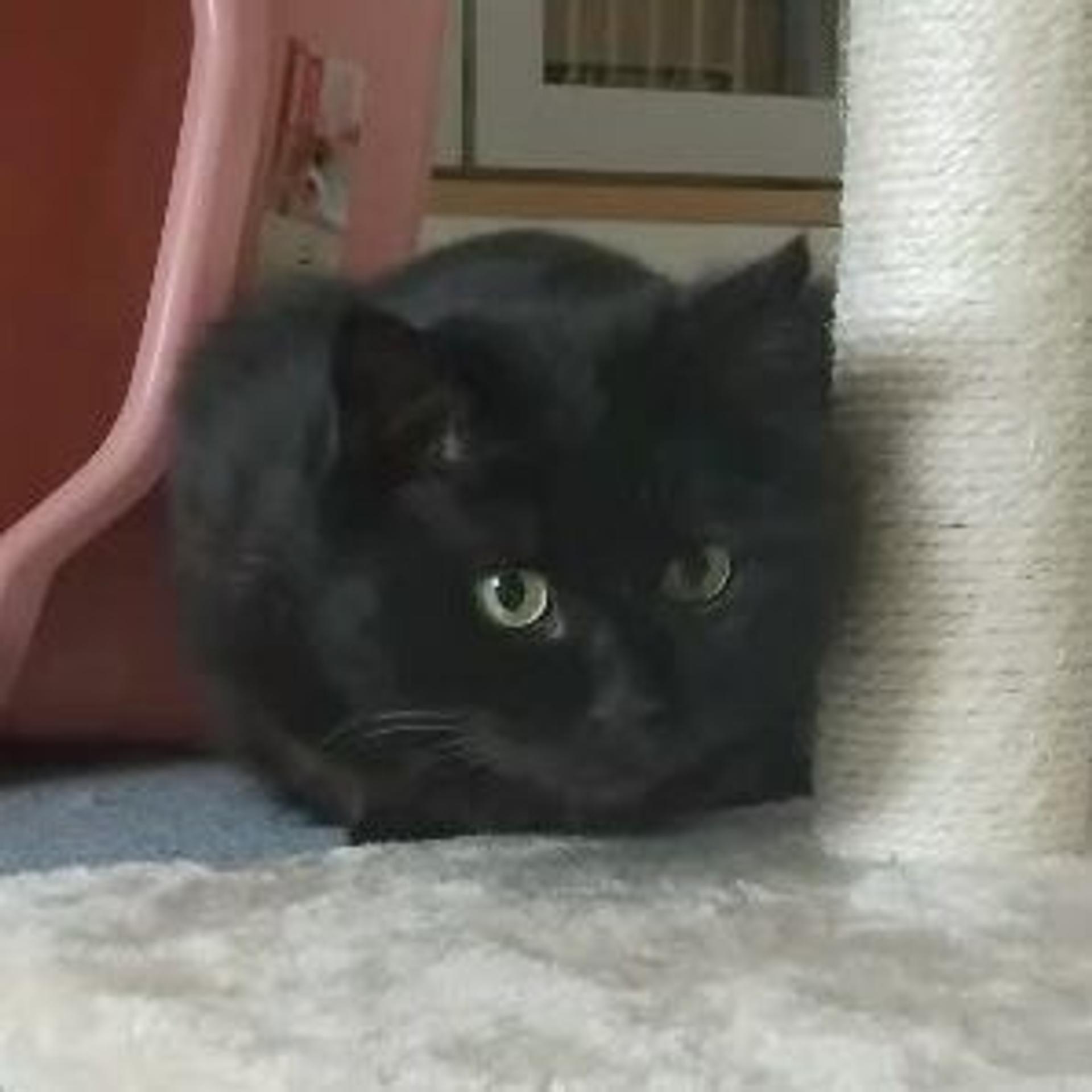 pet-image-5