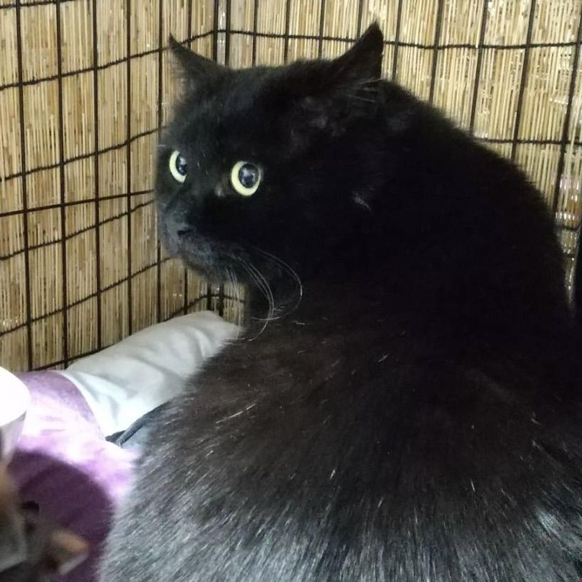 pet-image-8