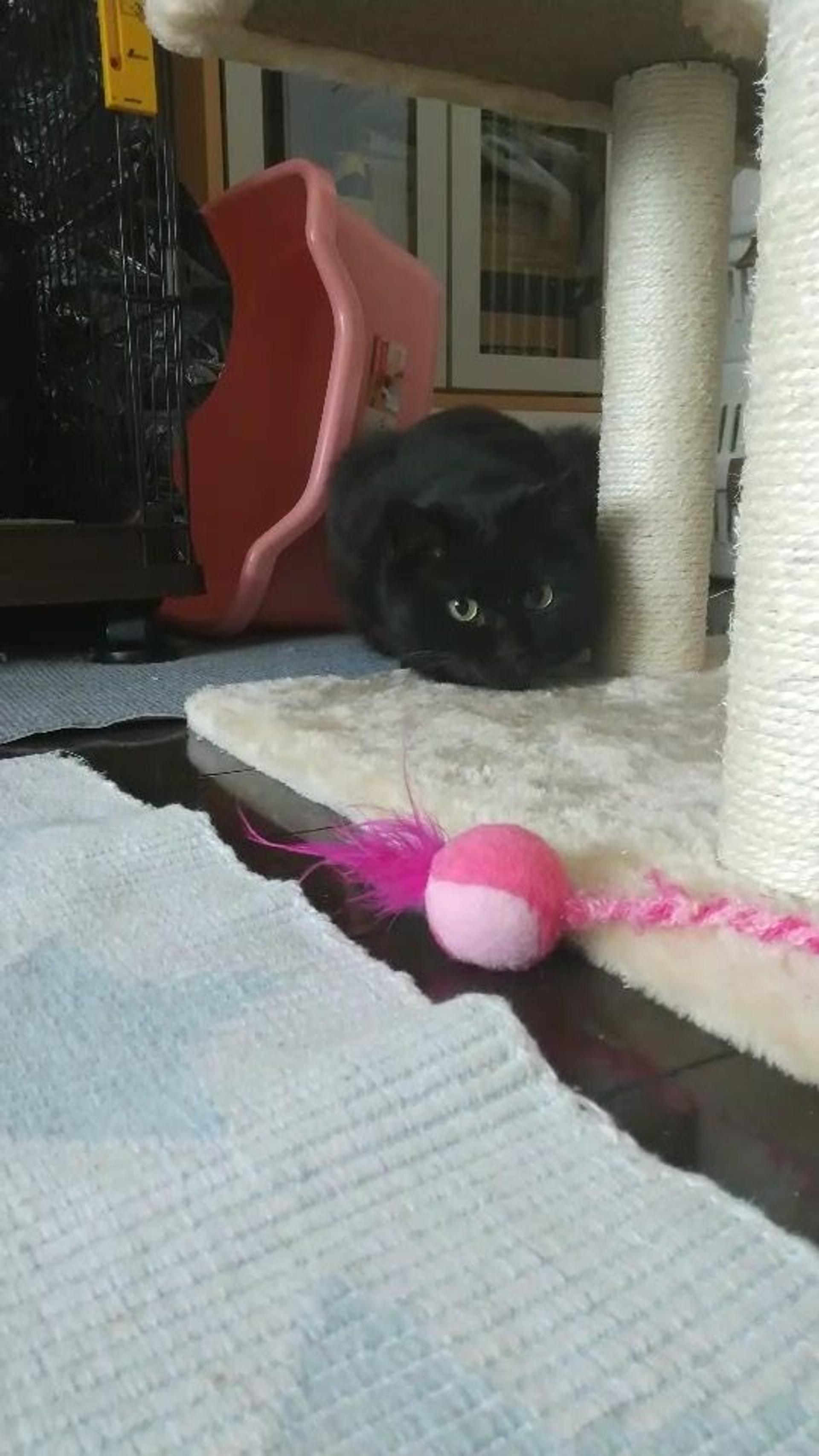 pet-image-9