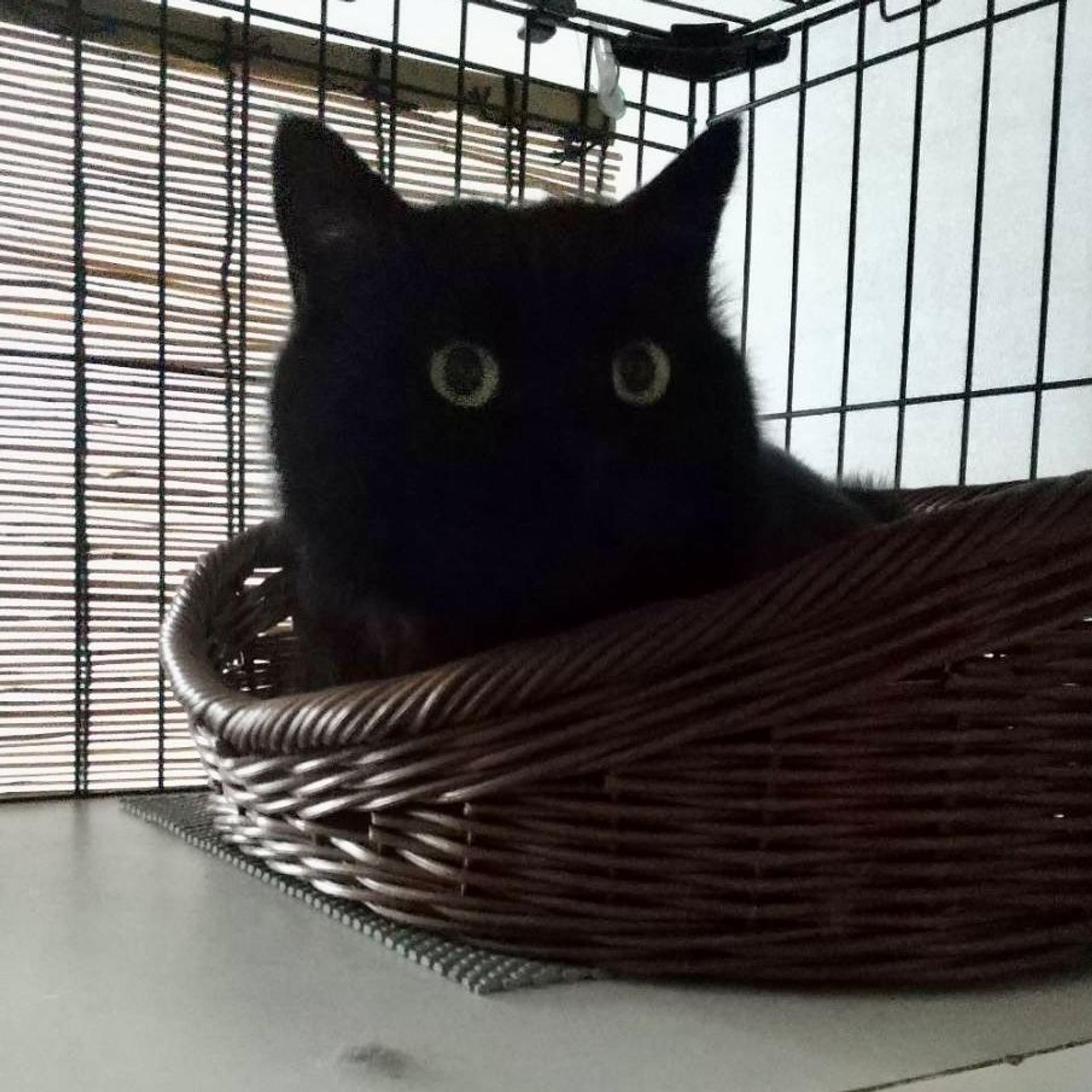 pet-image-3