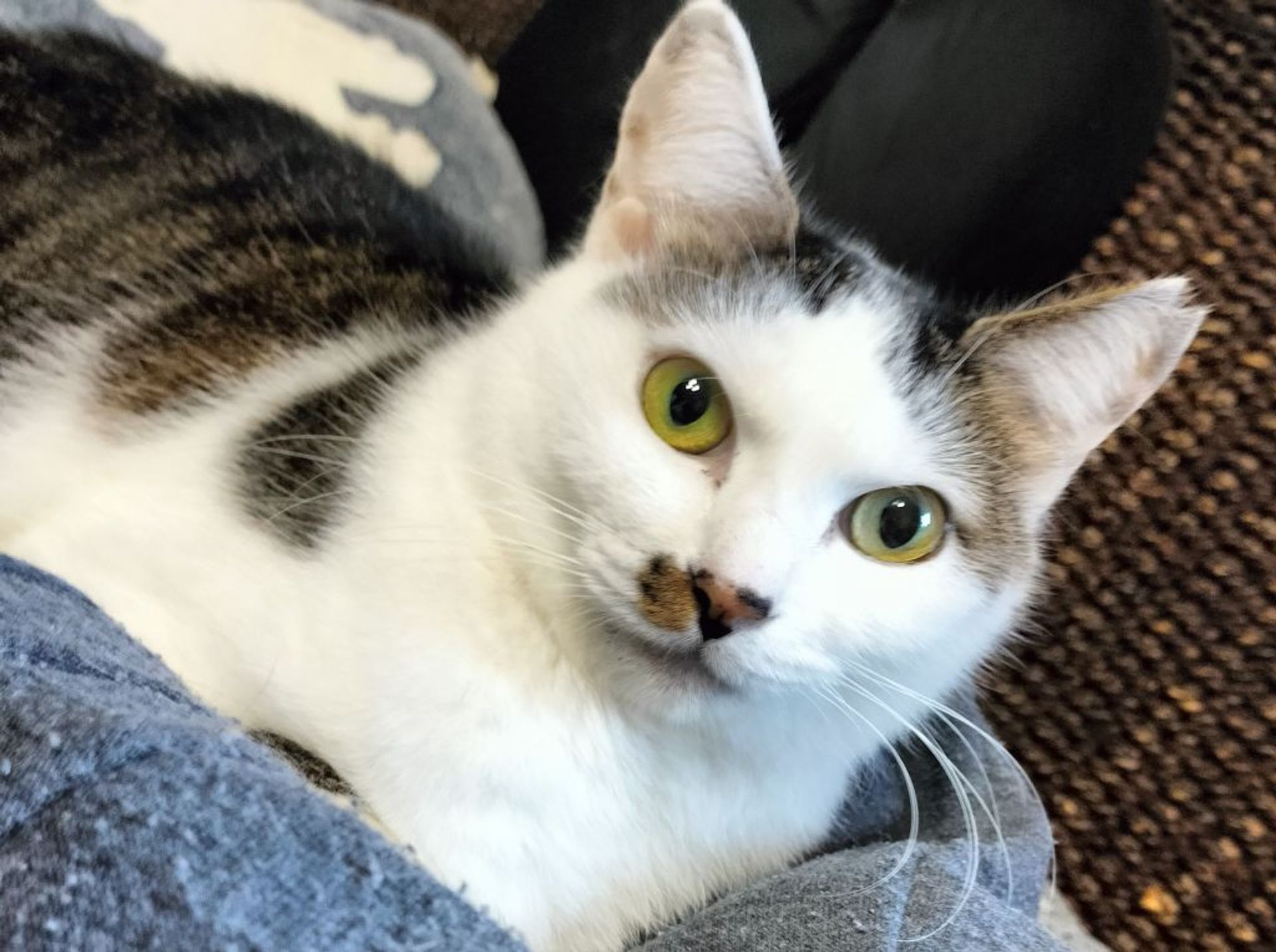 雑種（ミックス猫）・メスの里親募集の写真