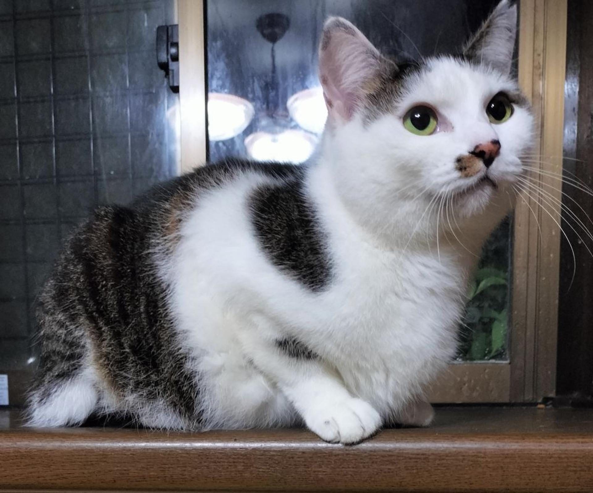 pet-image-2