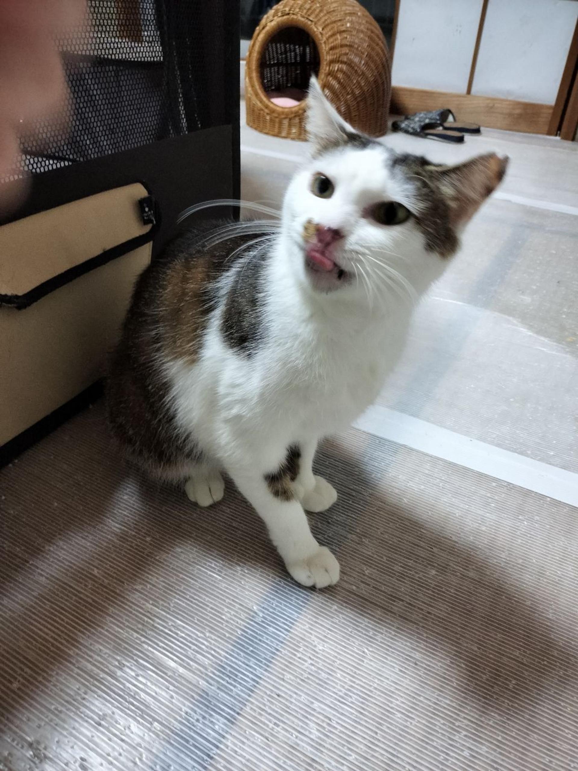 pet-image-3