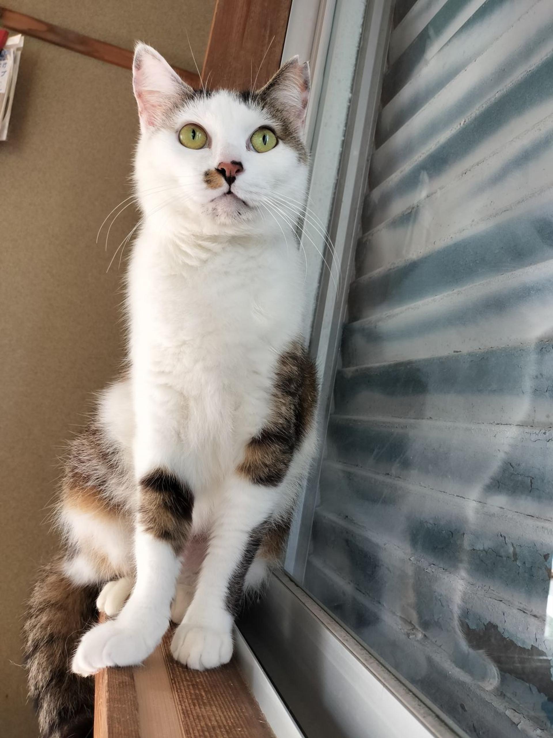 pet-image-4