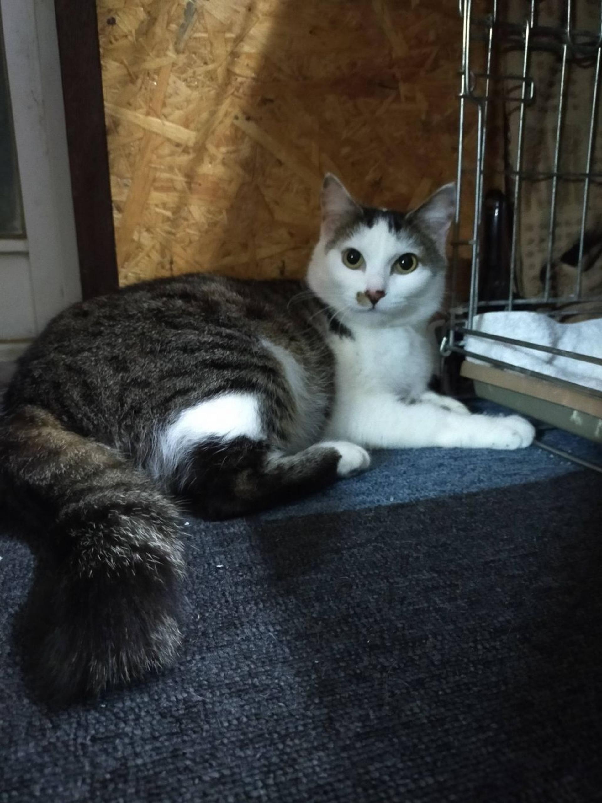 pet-image-5