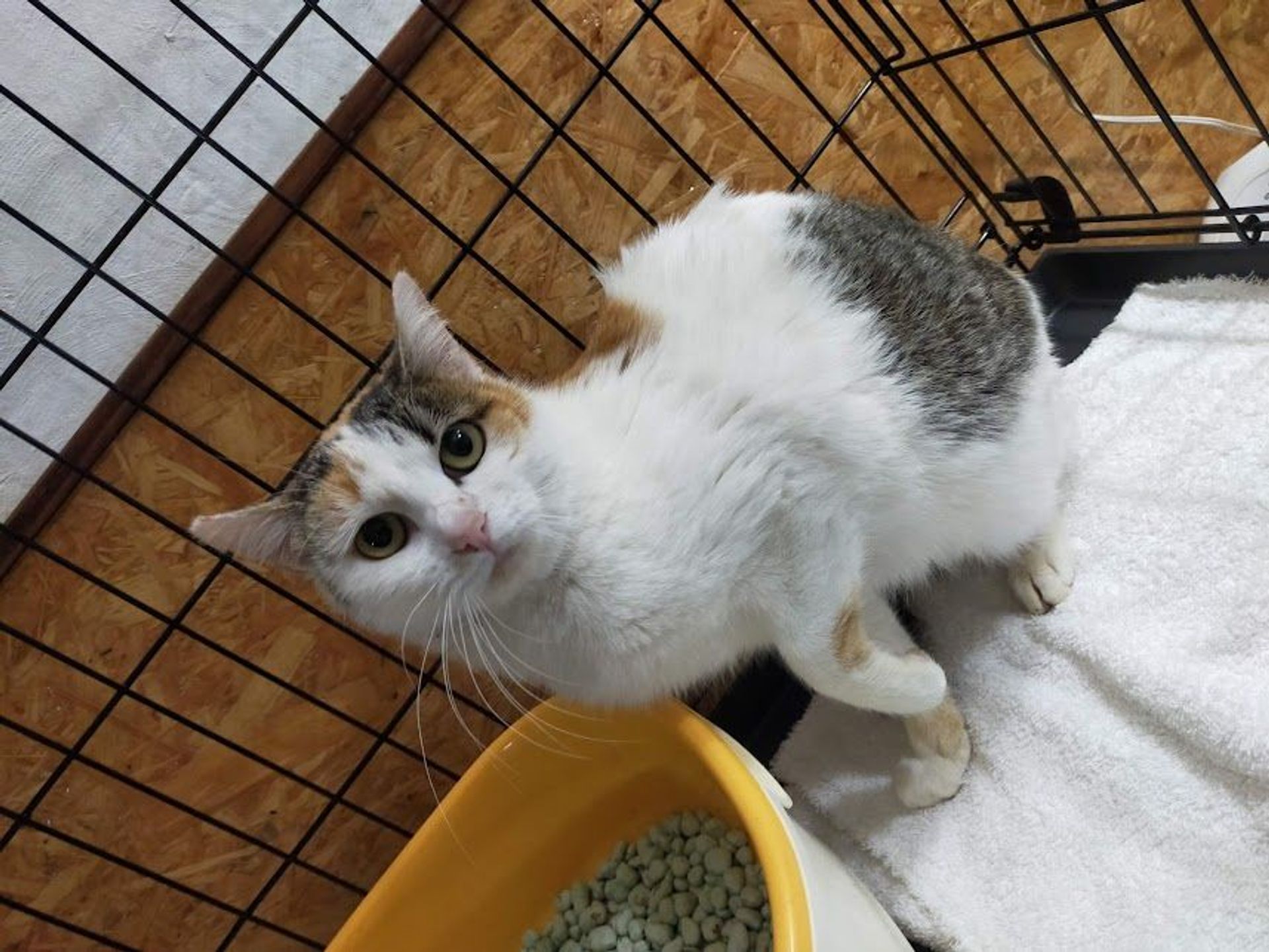 雑種（ミックス猫）・メスの里親募集の写真
