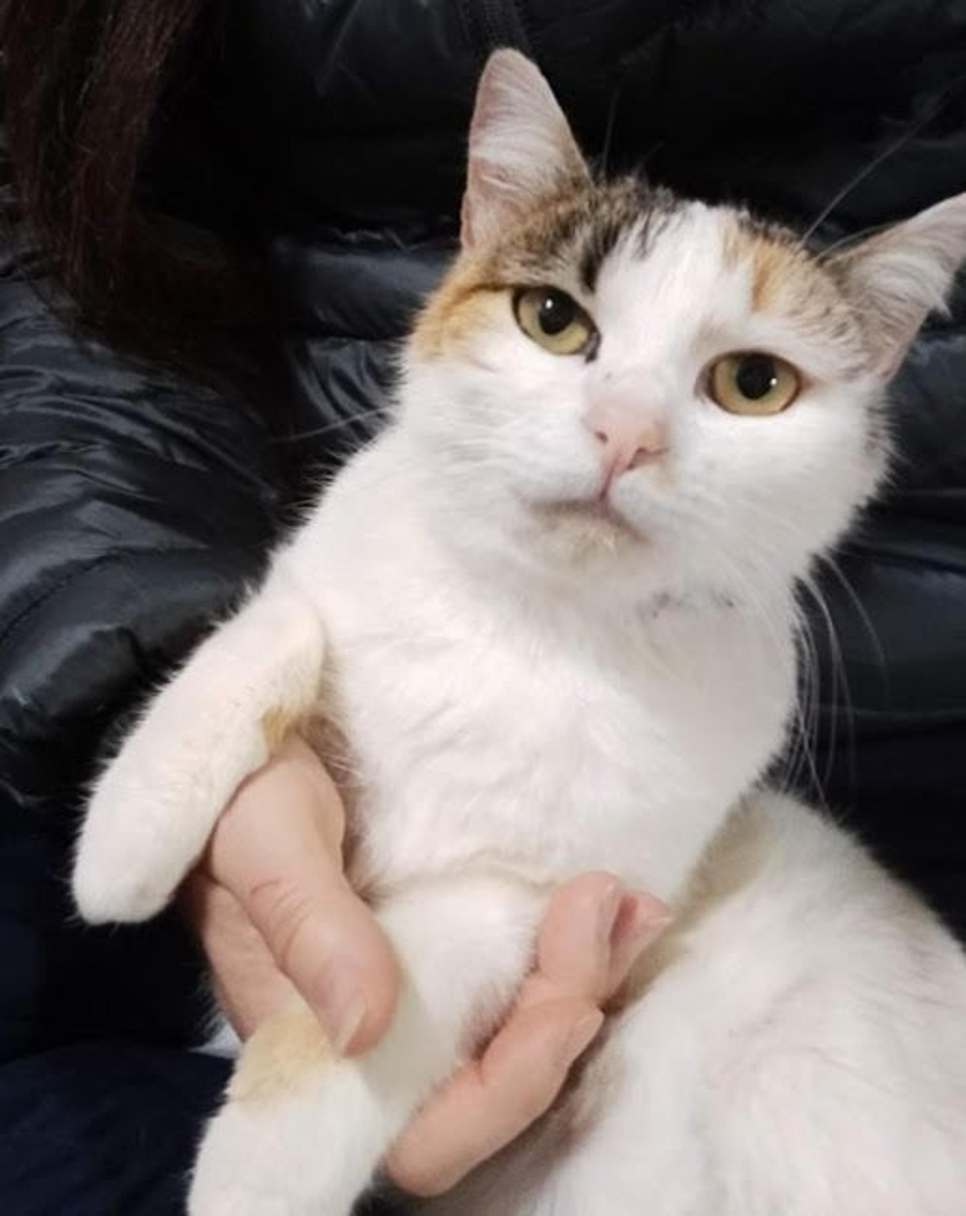 pet-image-3