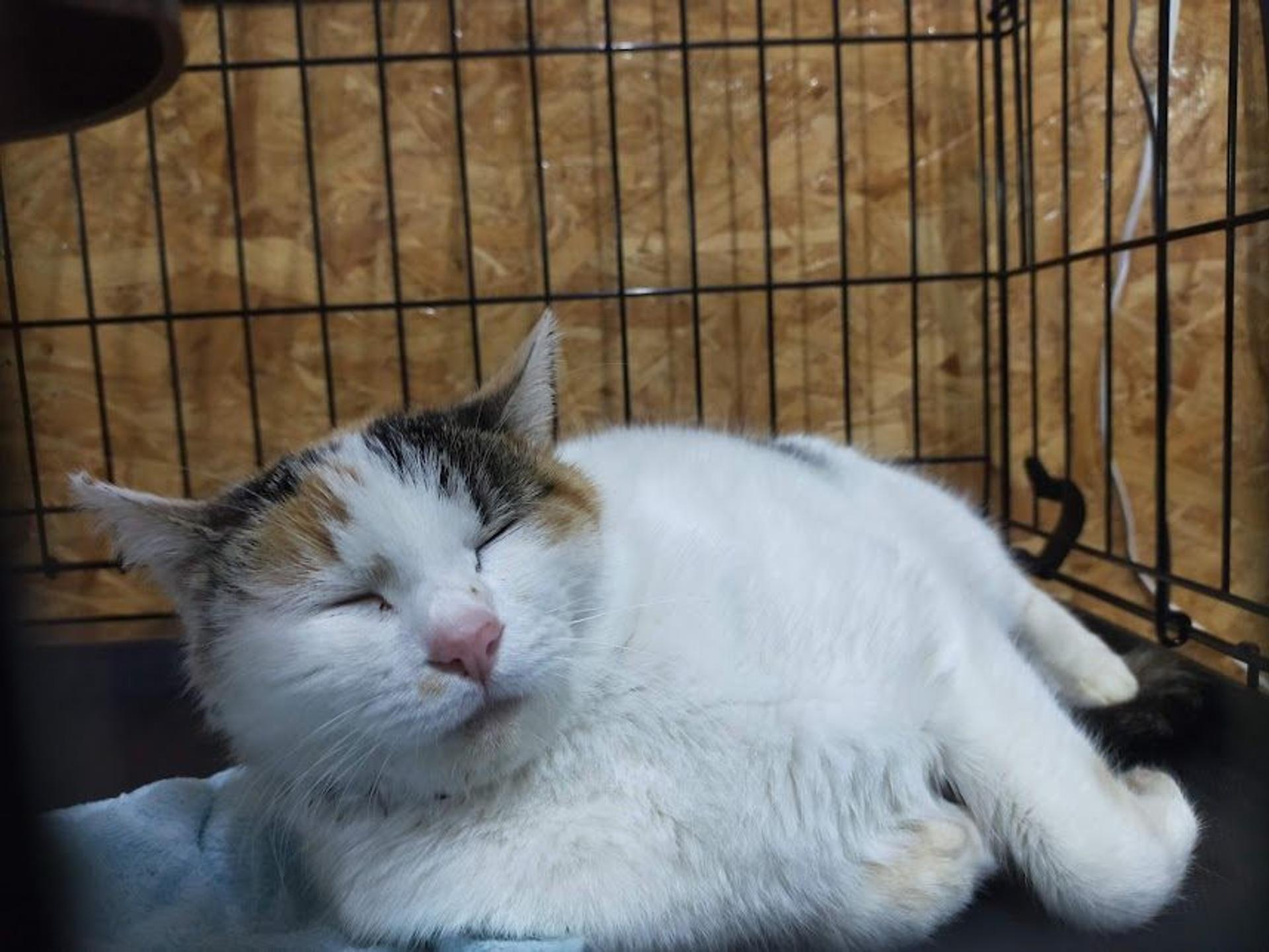 pet-image-5
