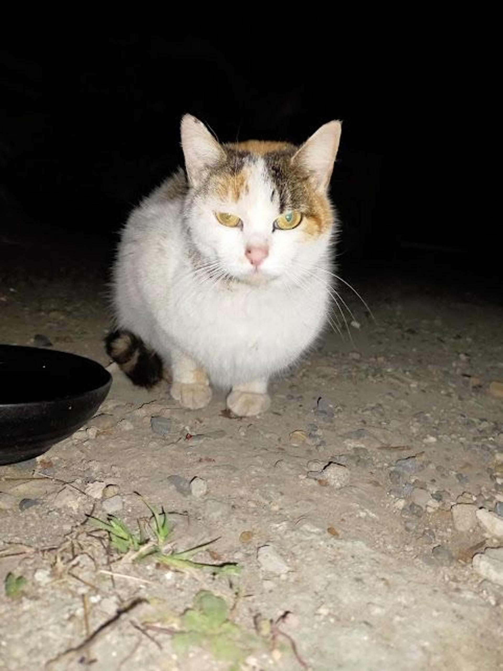 pet-image-6