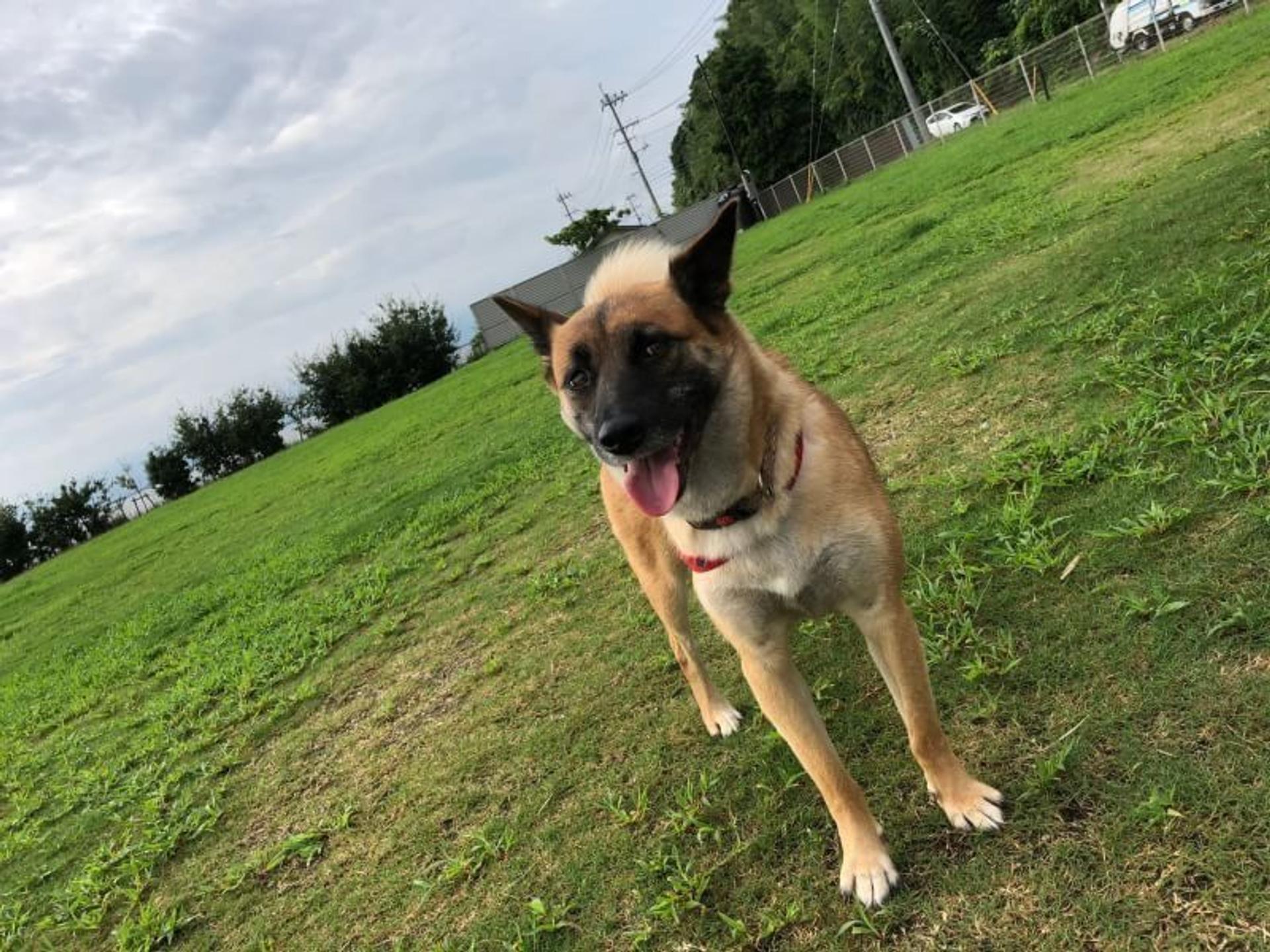 pet-image-2