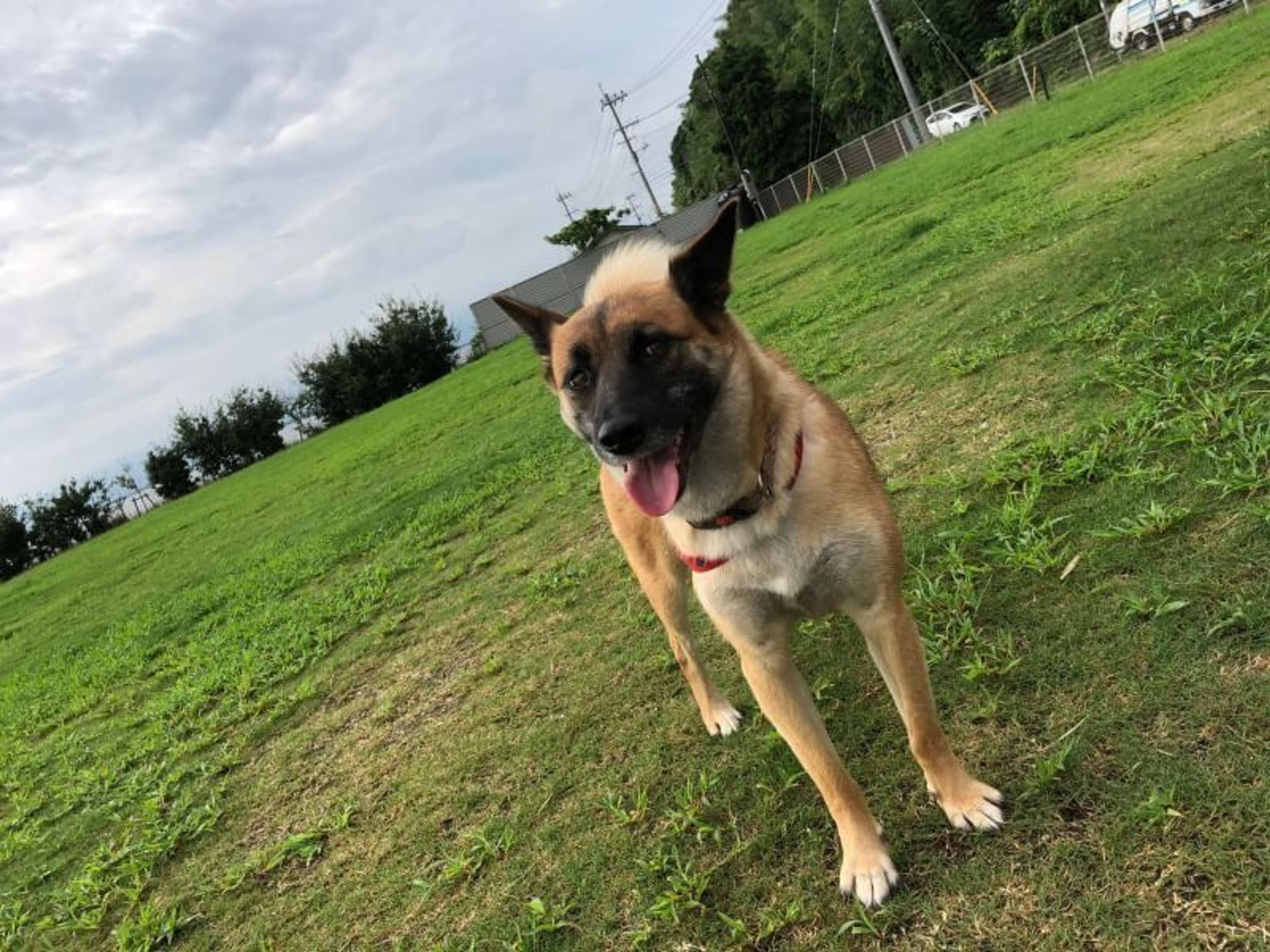 pet-image-2