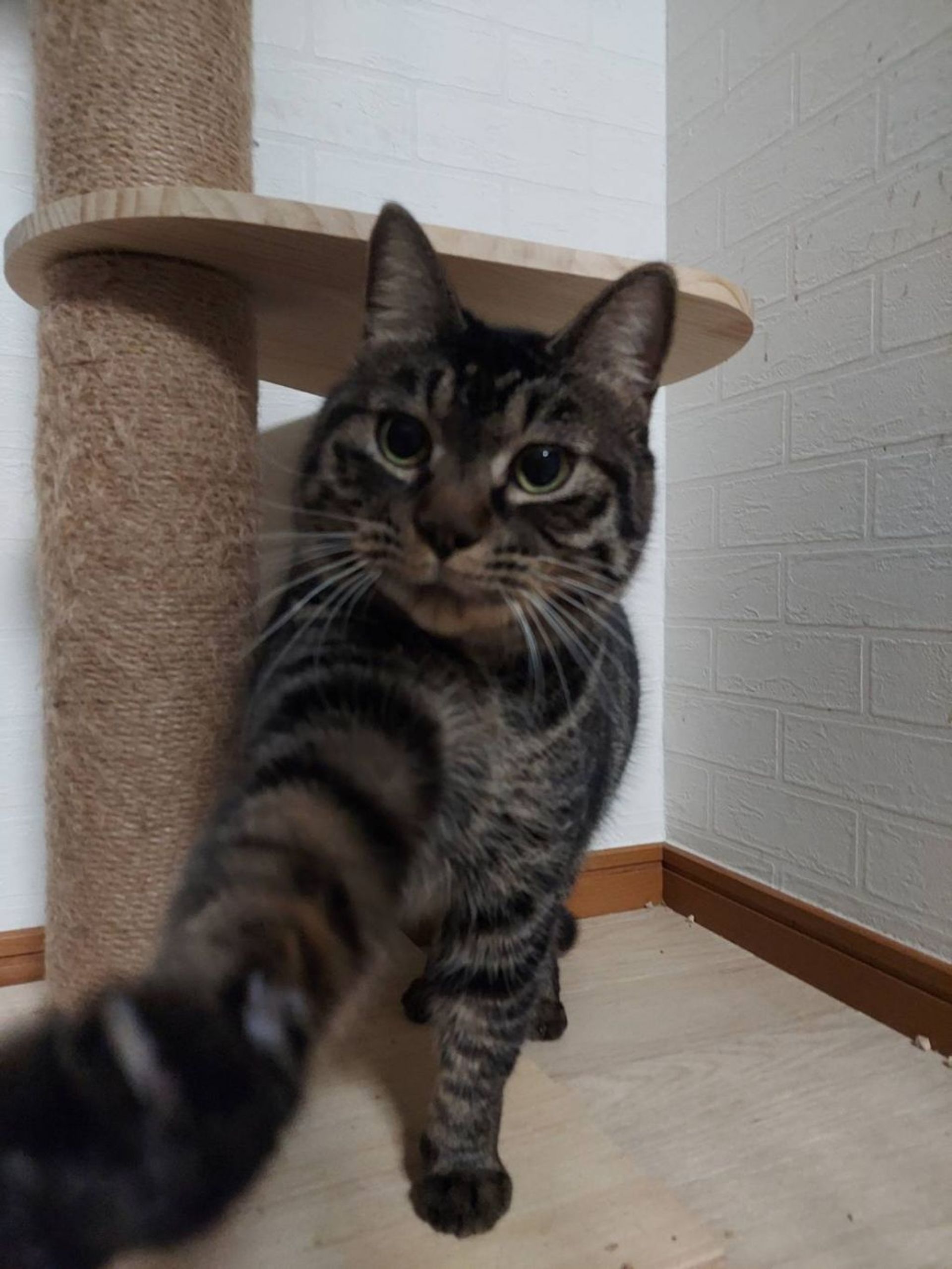 雑種（ミックス猫）・メスの里親募集の写真
