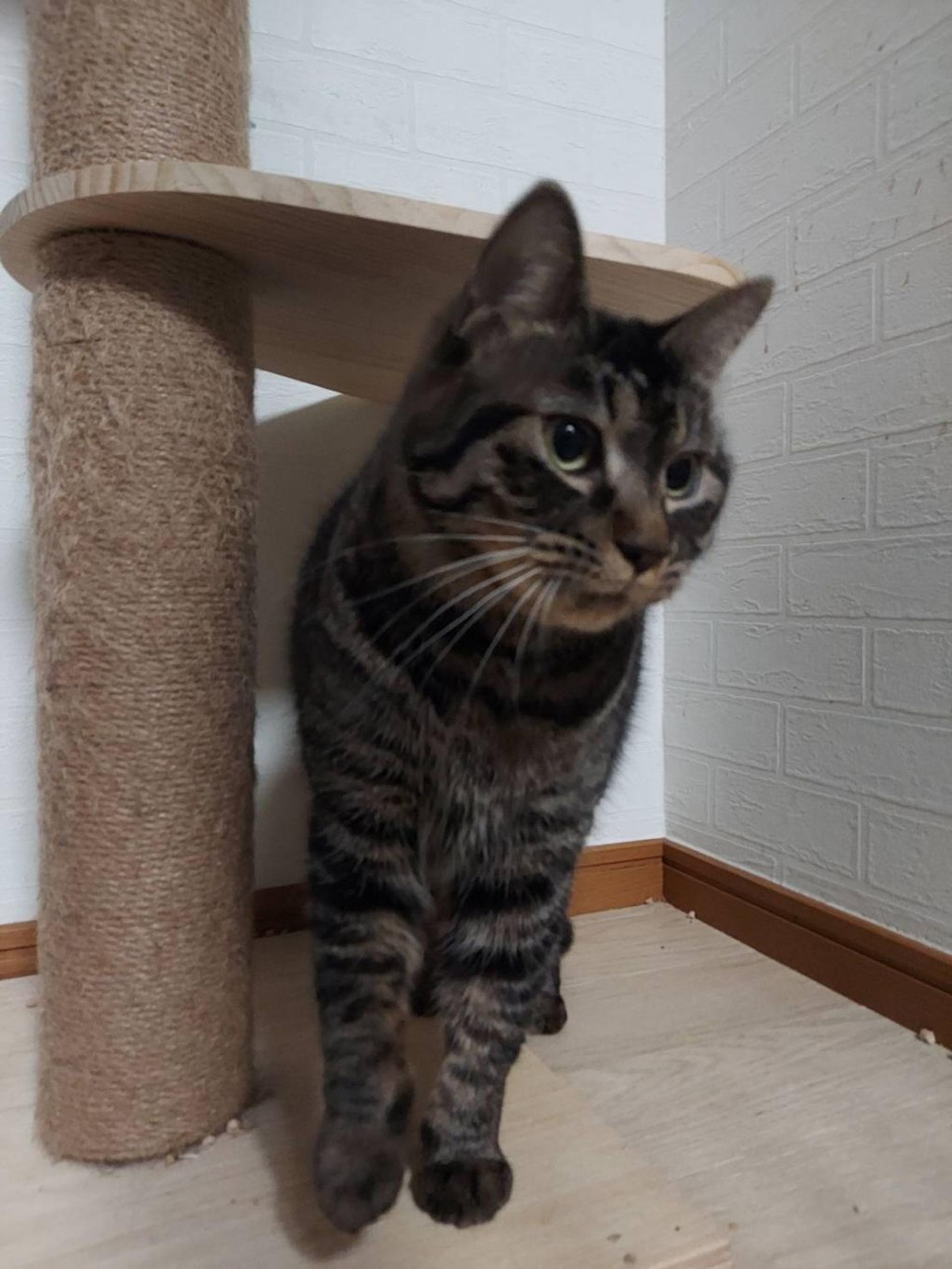 pet-image-2
