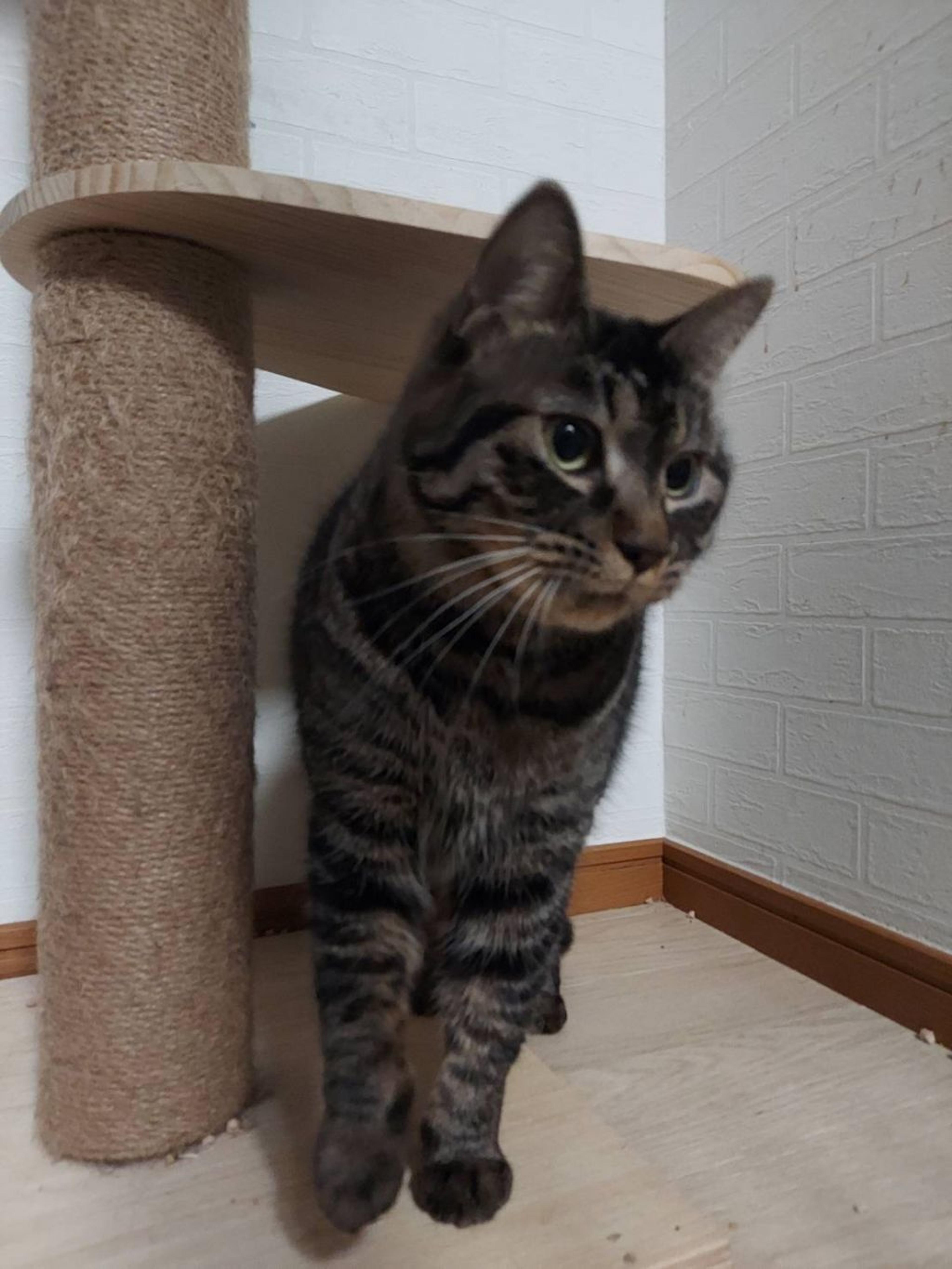 pet-image-2