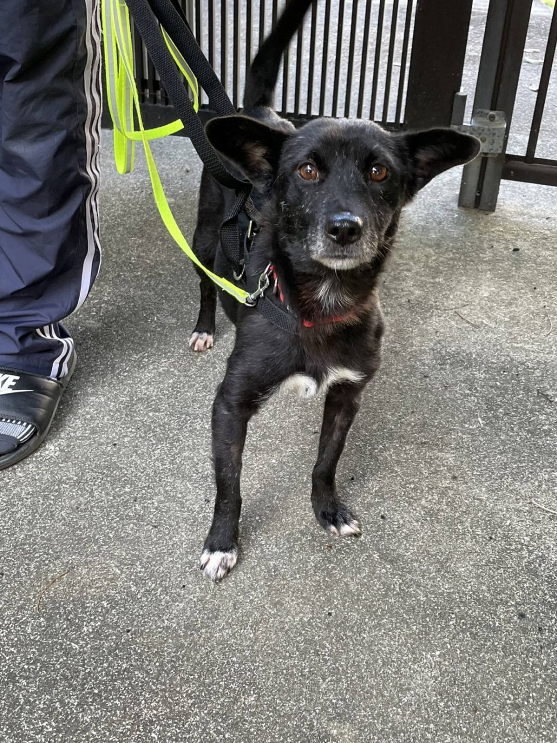 雑種（ミックス犬）・メスの里親募集の写真