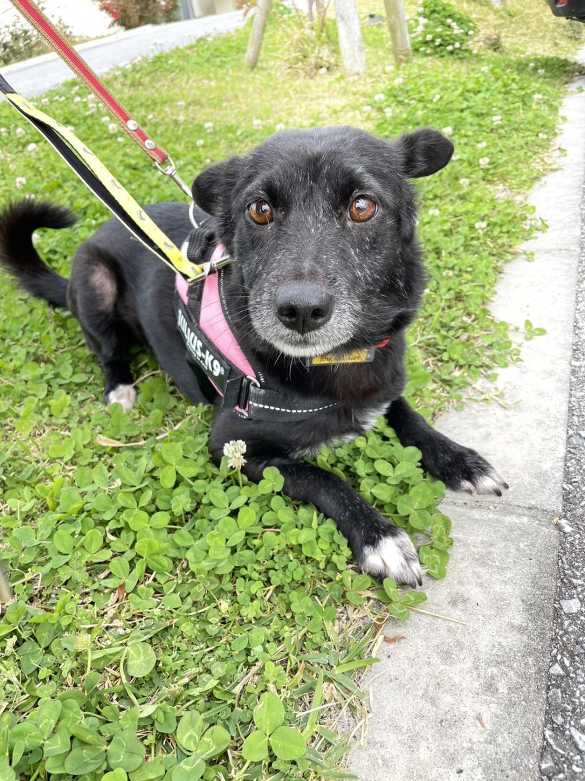 pet-image-2