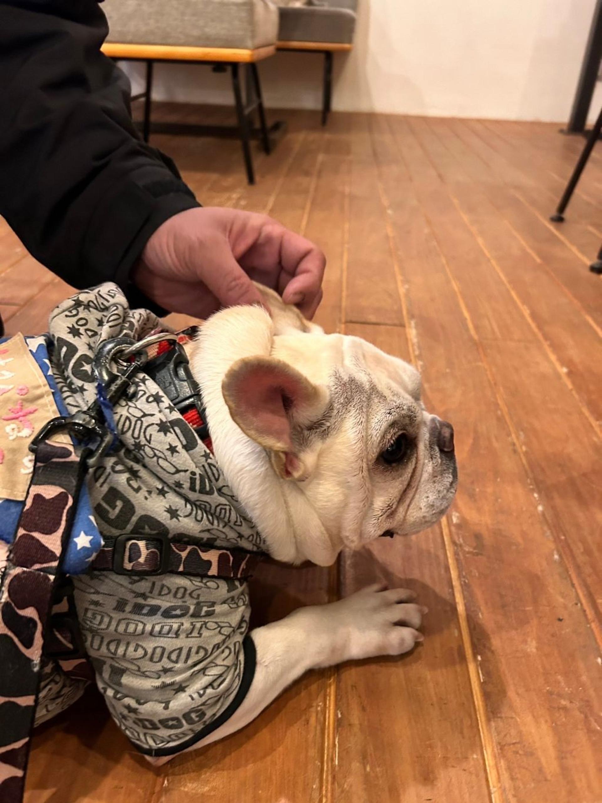pet-image-3