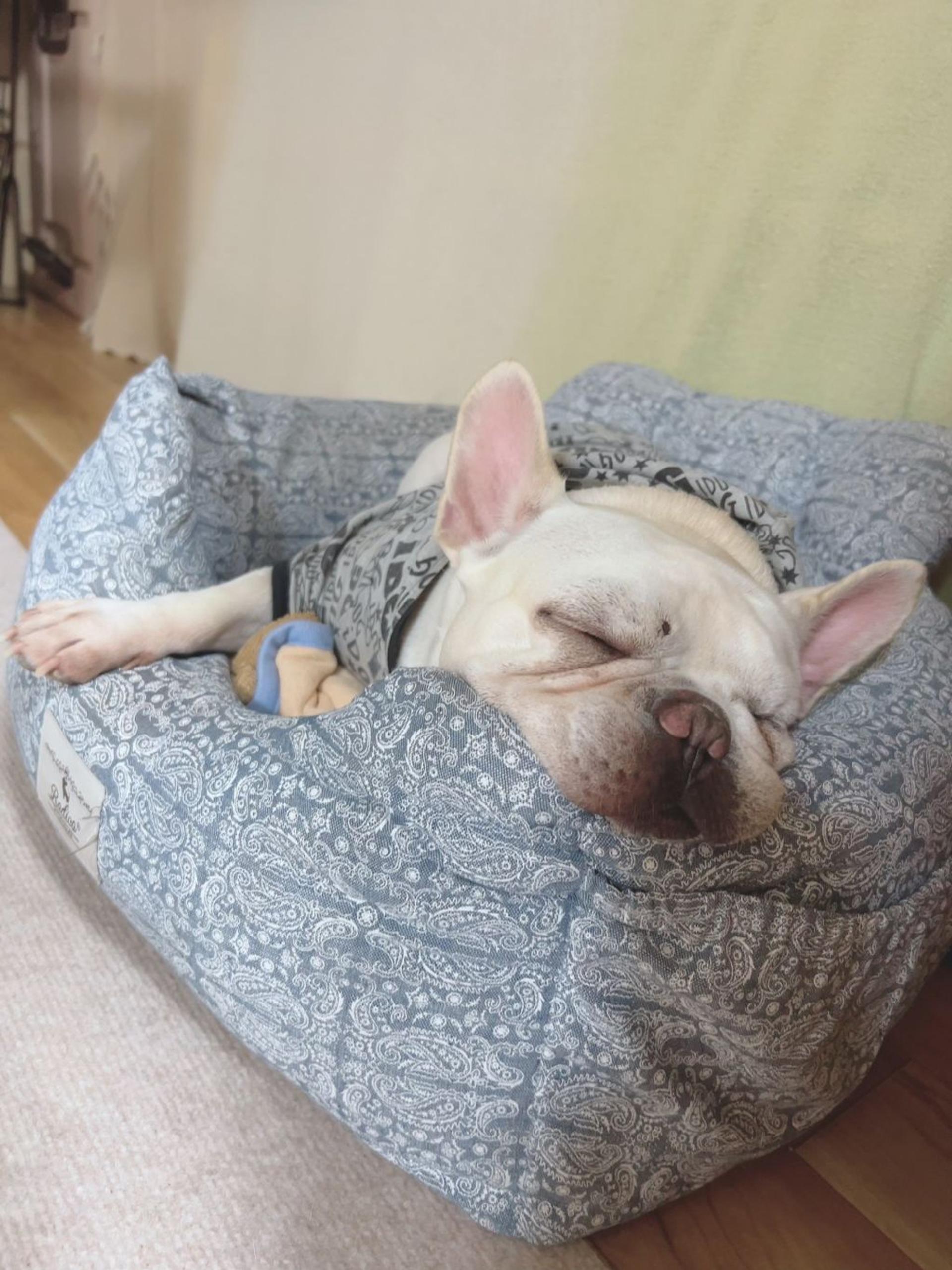 pet-image-4
