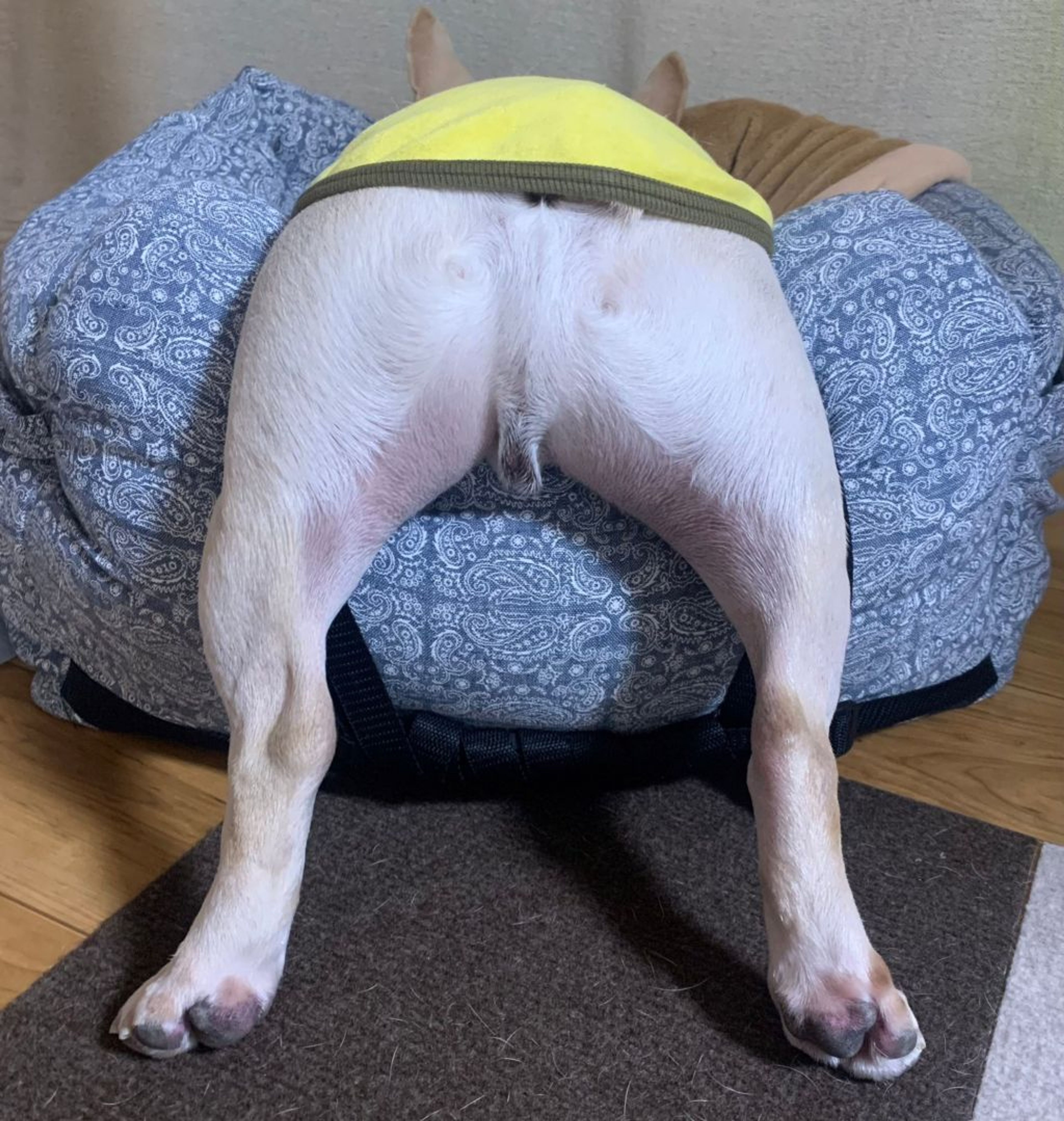 pet-image-9
