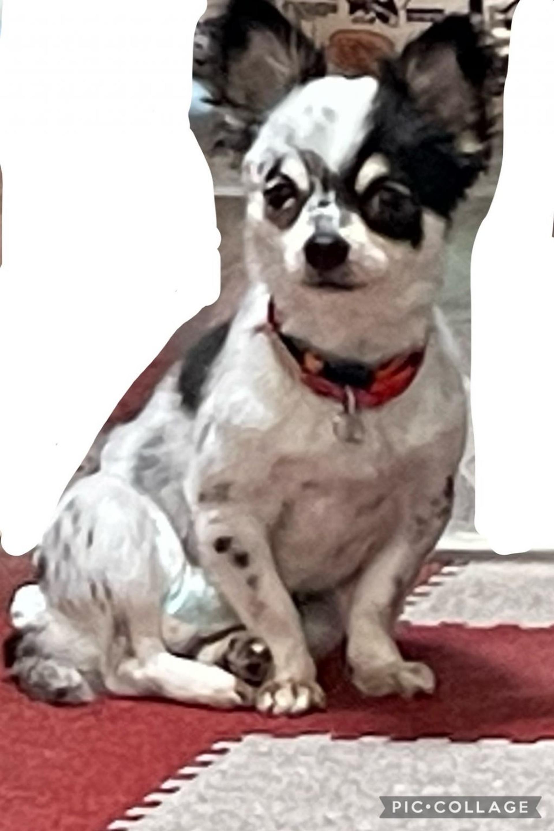 pet-image-3