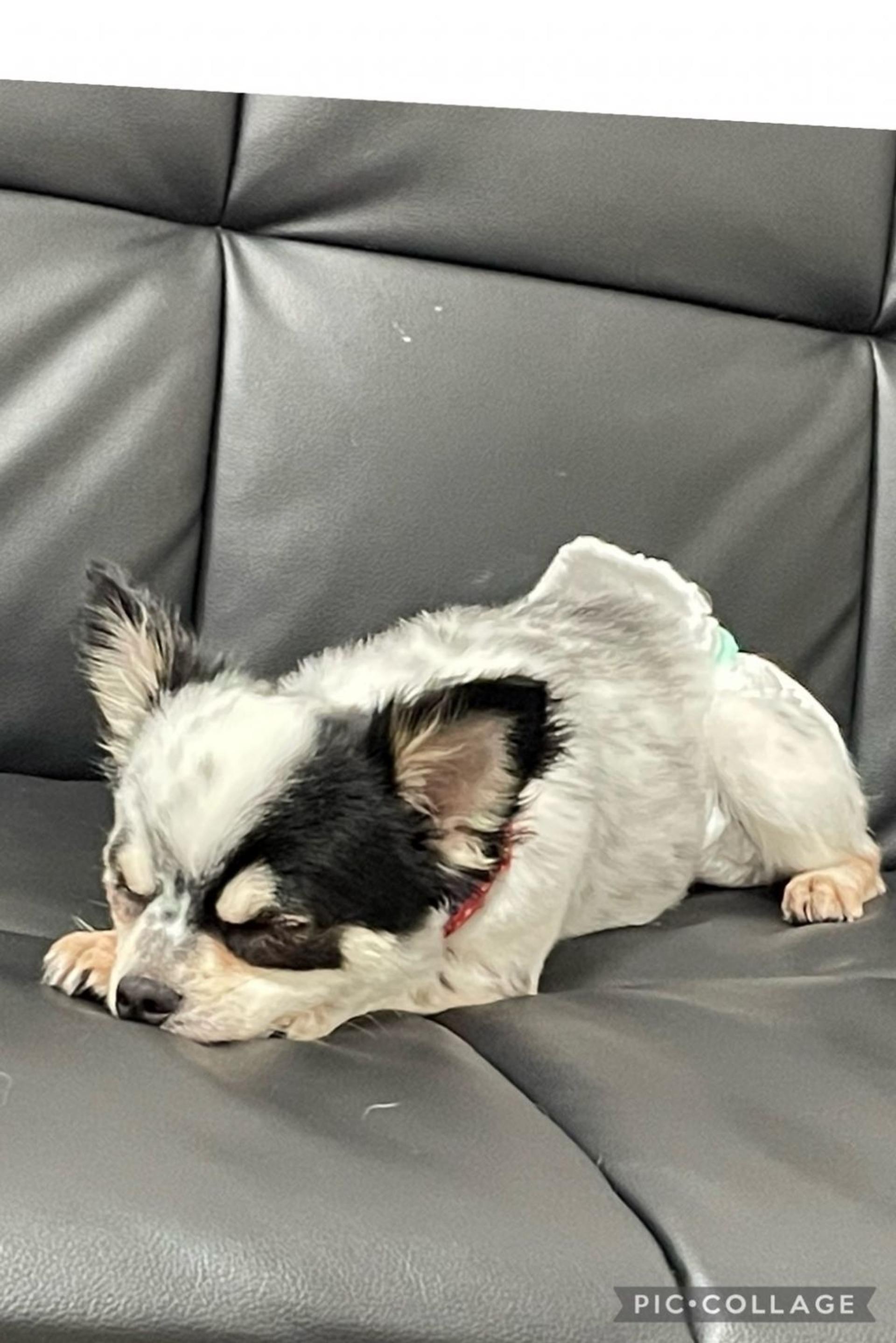 pet-image-6