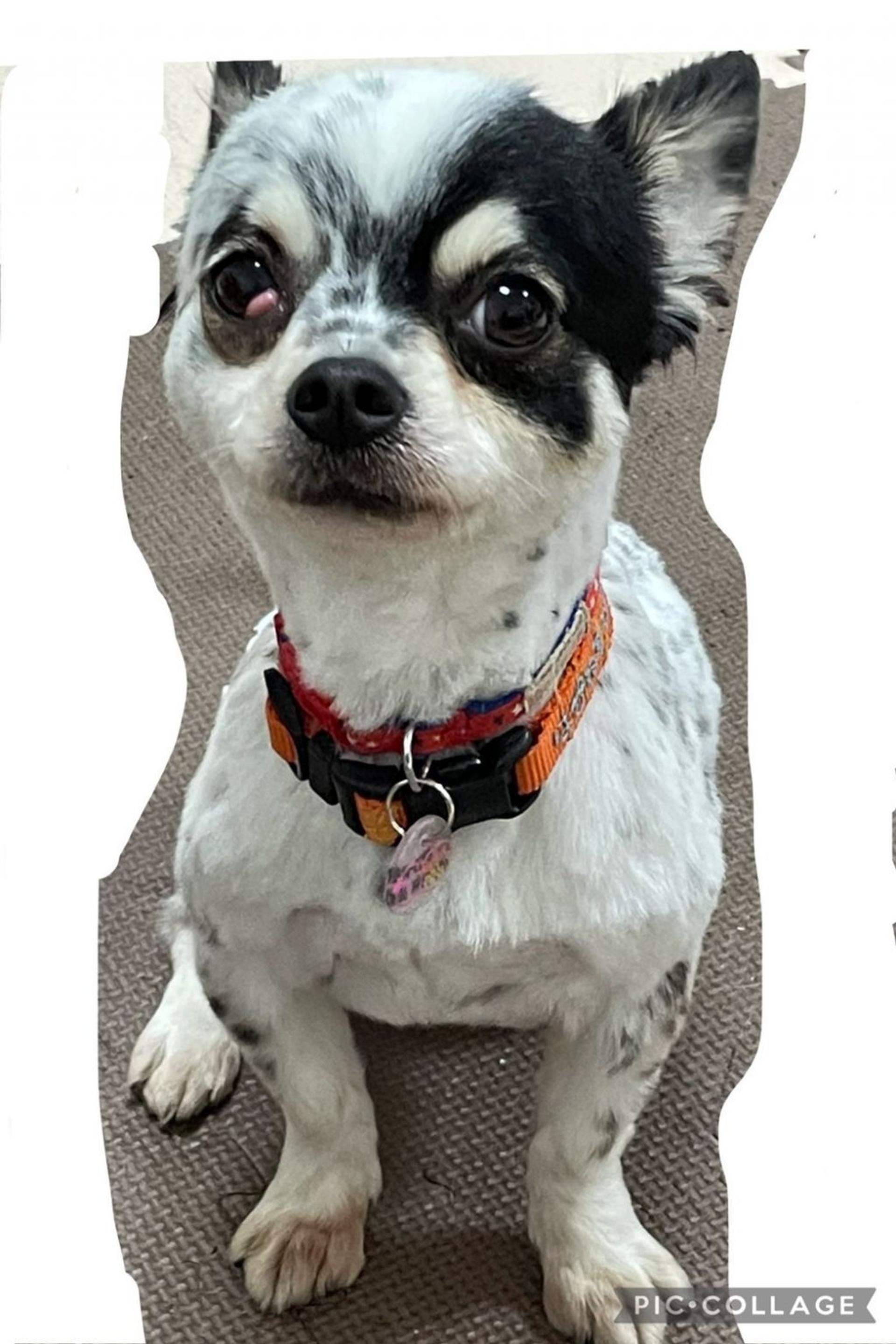 pet-image-7