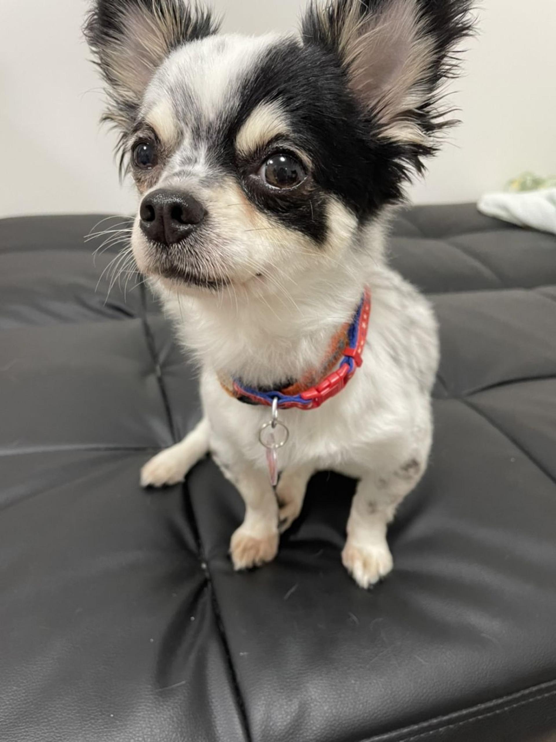 pet-image-8