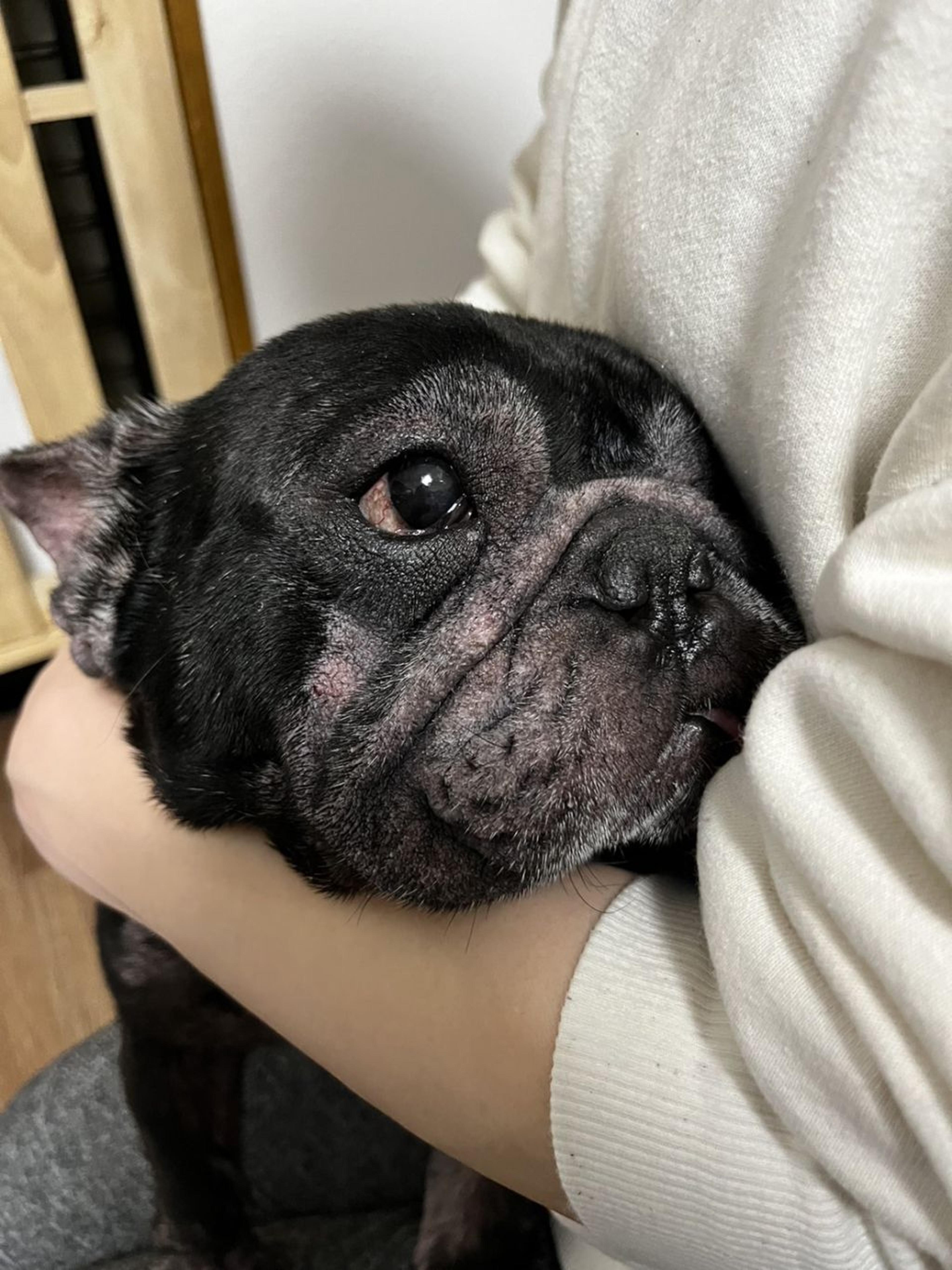 pet-image-2