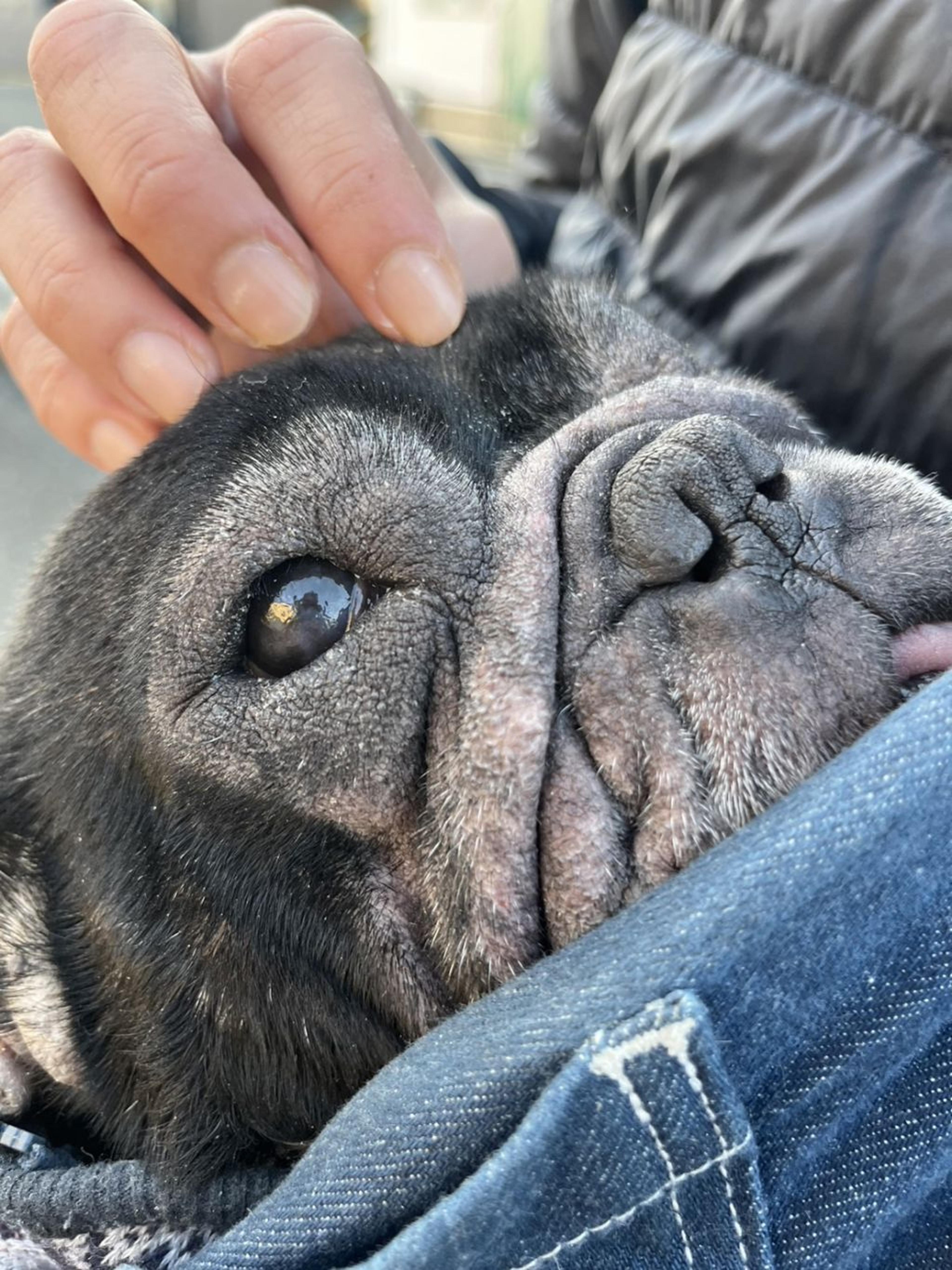 pet-image-3