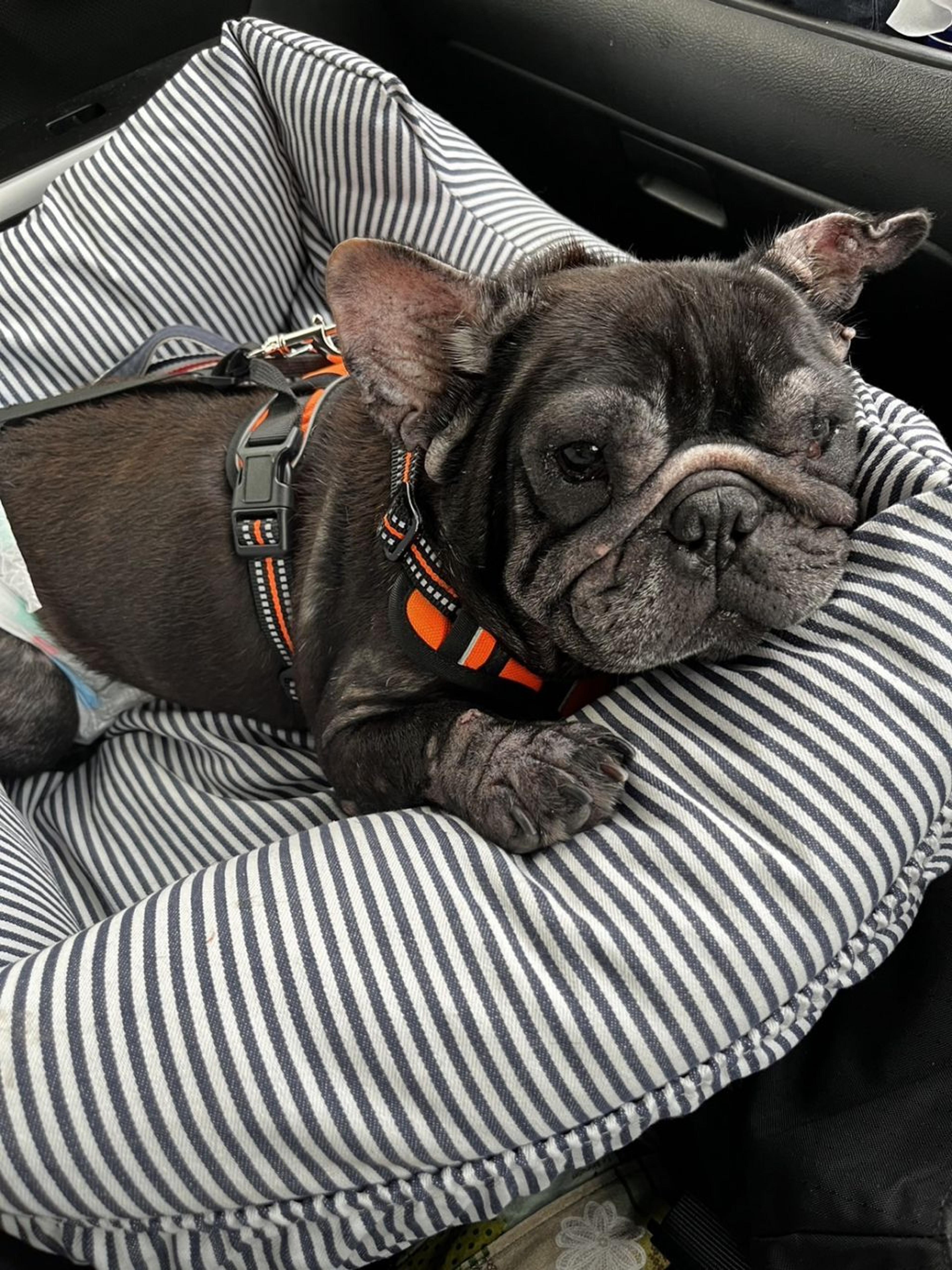 pet-image-4