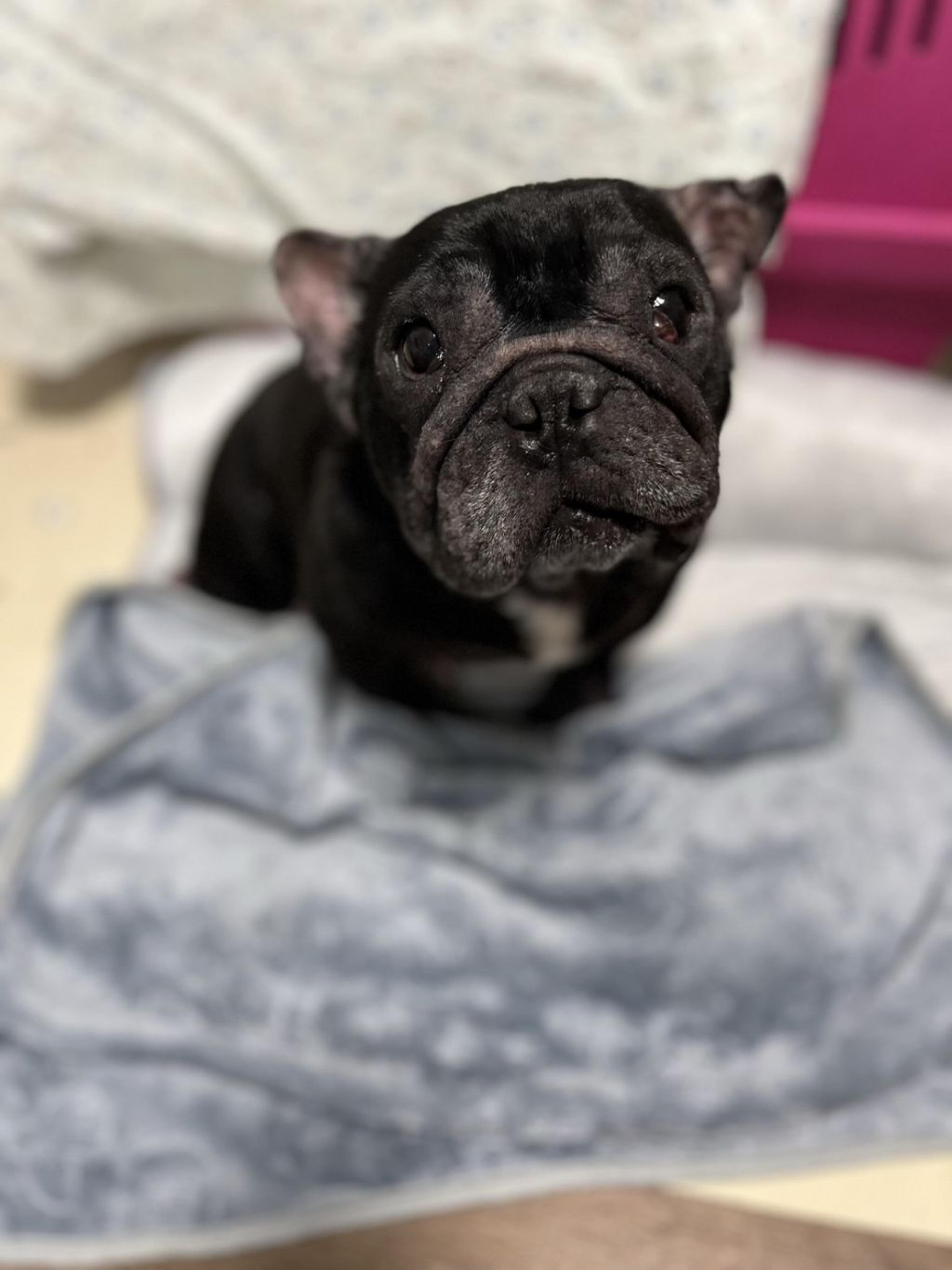 pet-image-6