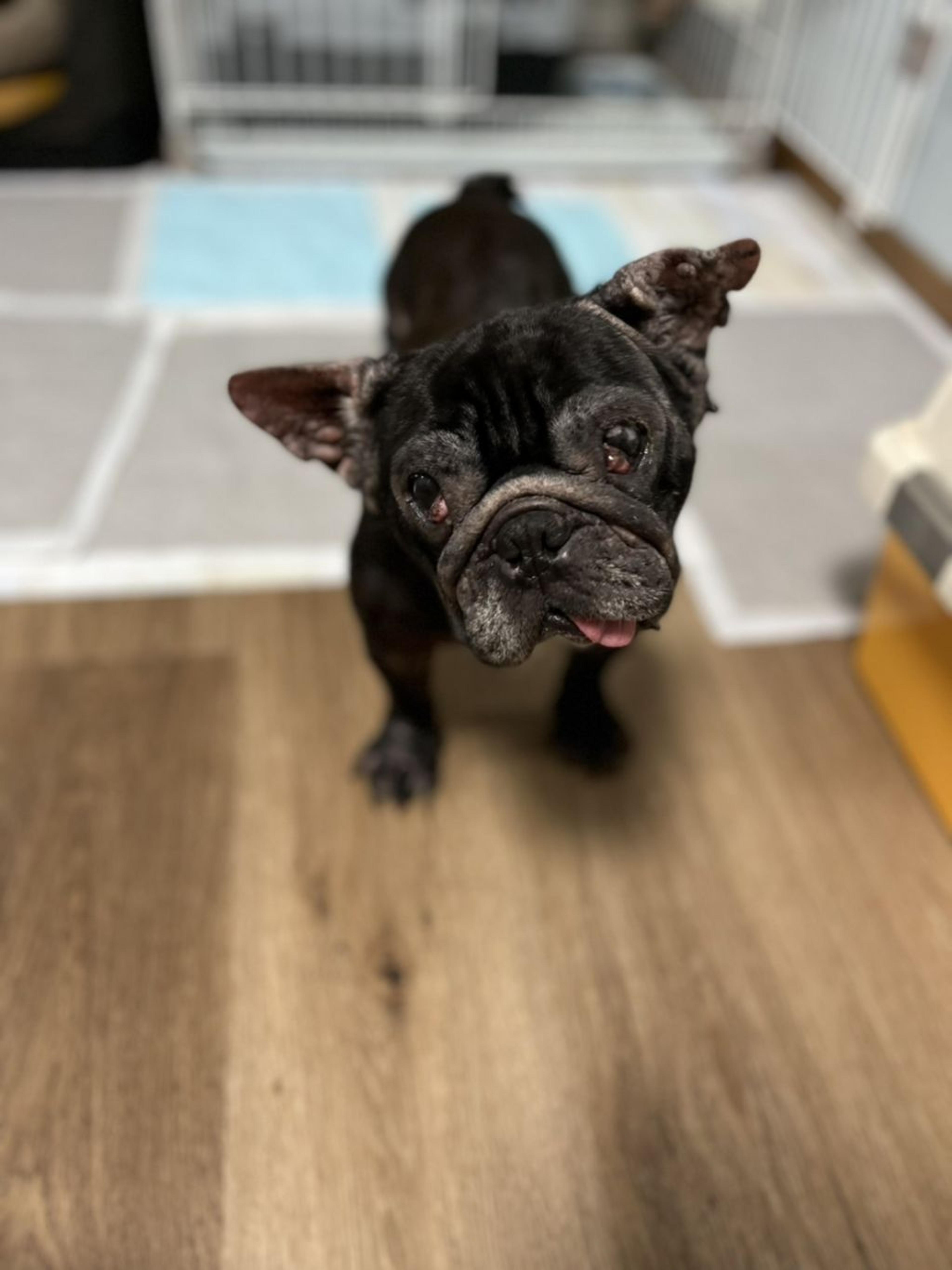 pet-image-9