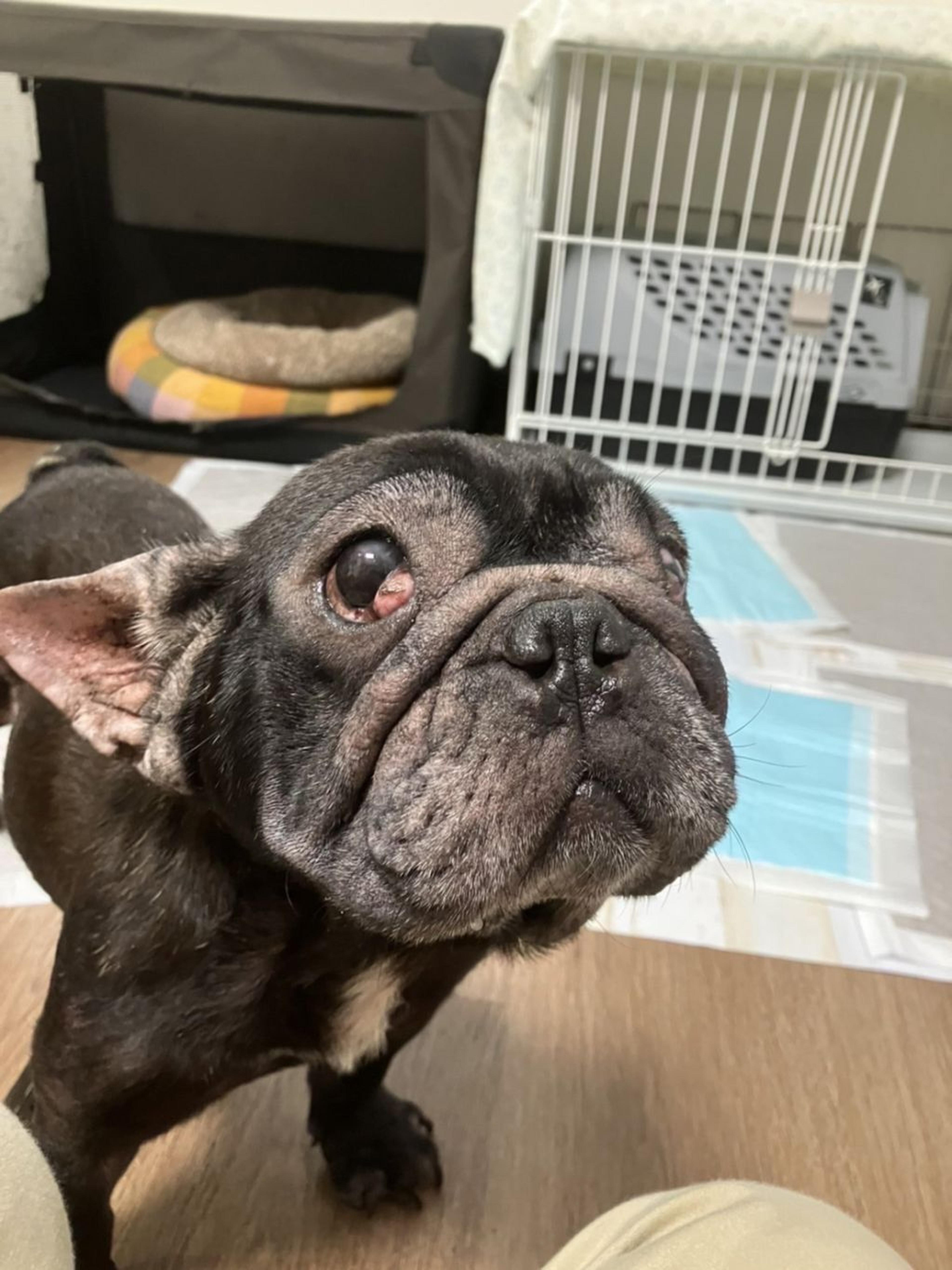pet-image-10