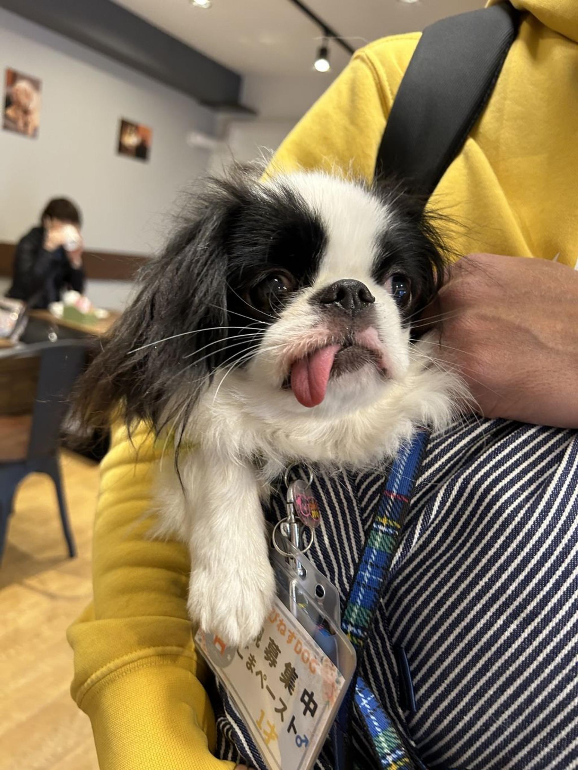 pet-image-2
